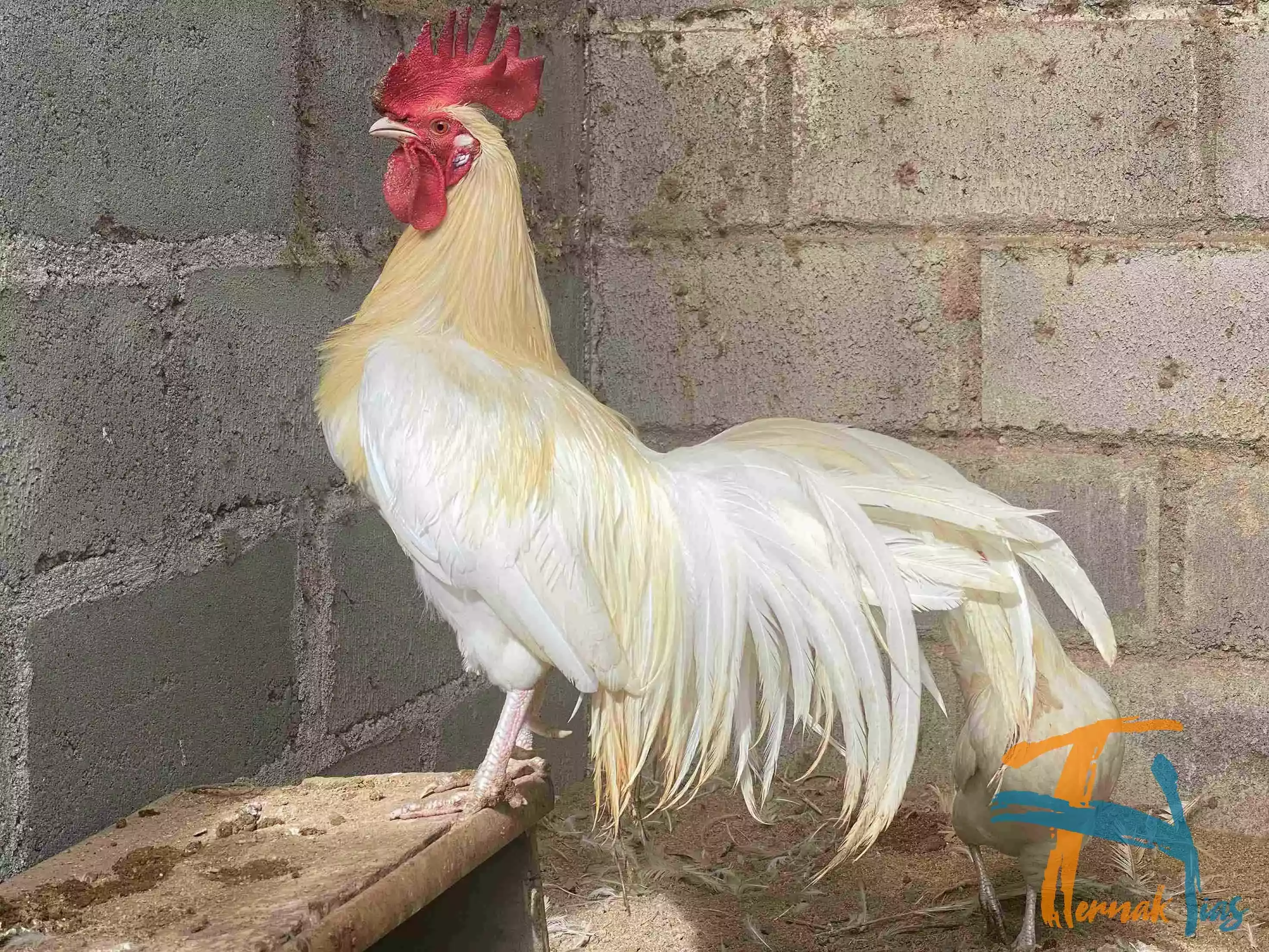 Ayam Onagadori