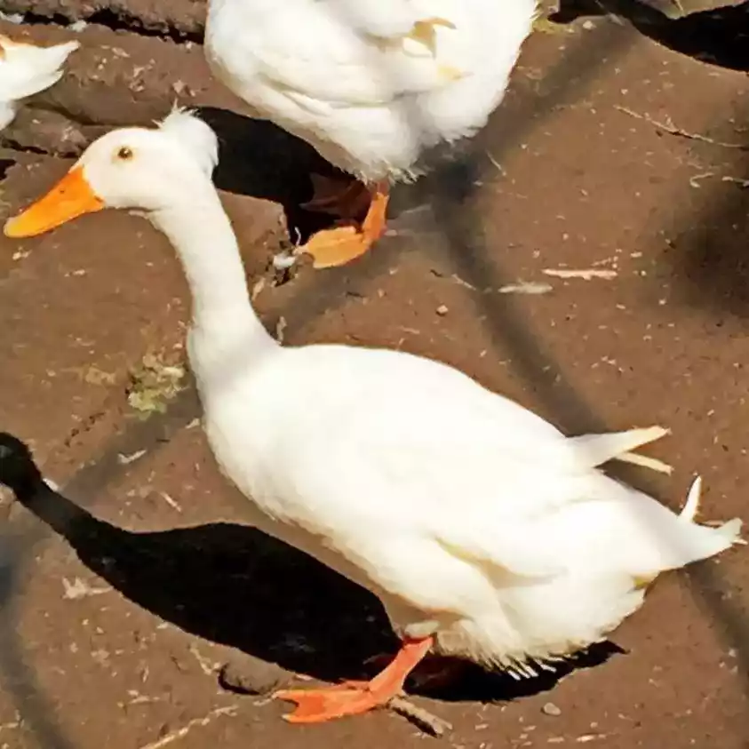 Bebek Bali