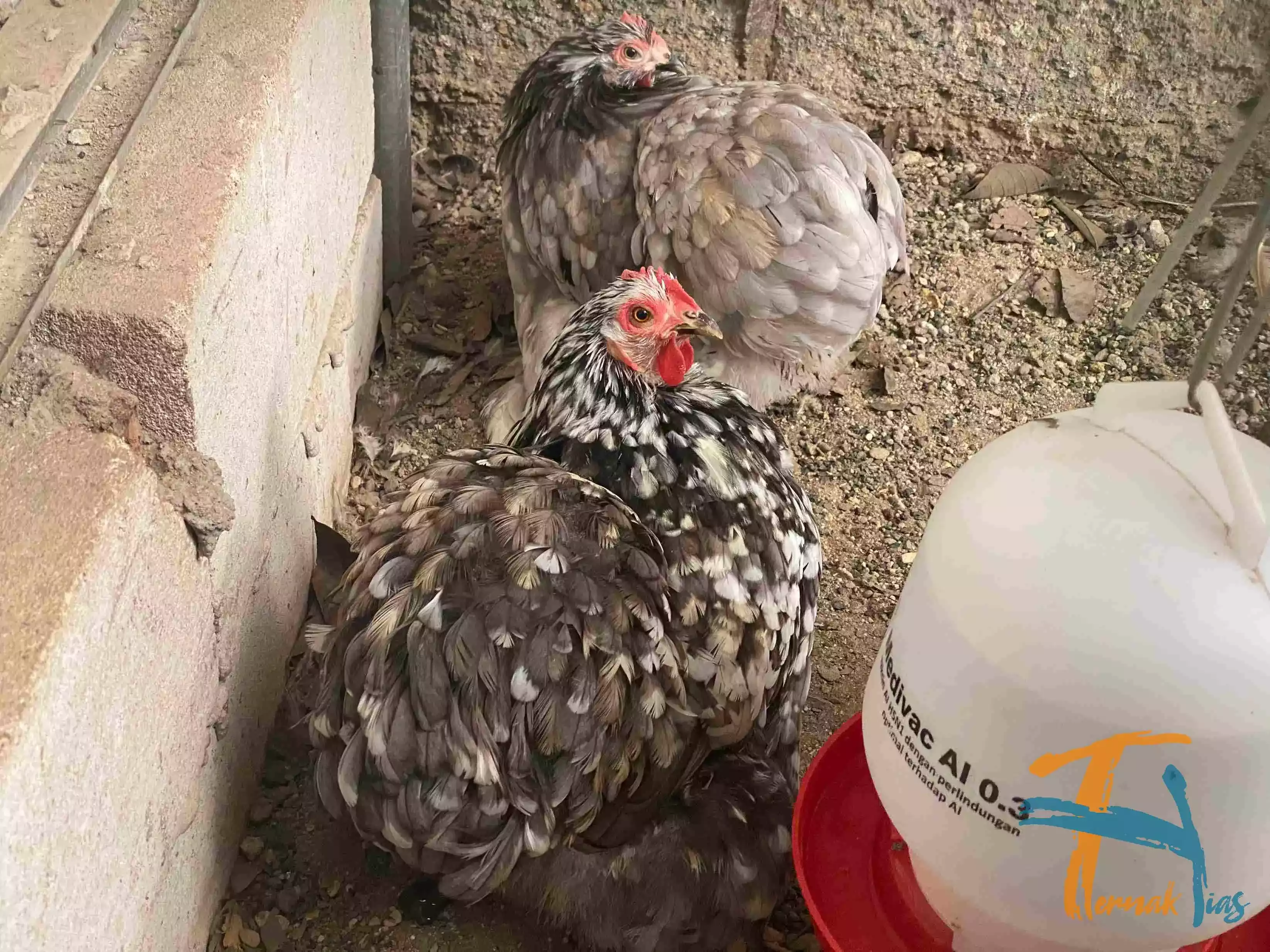 Ayam Cochin