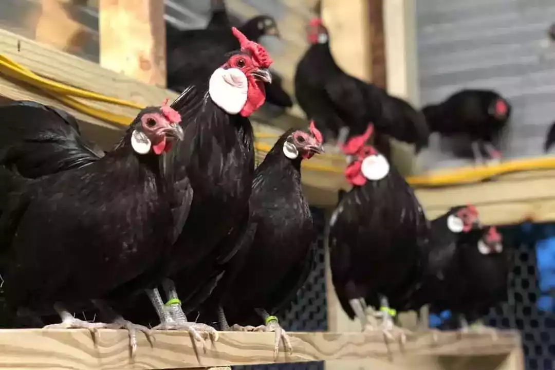 Ayam Rosecomb