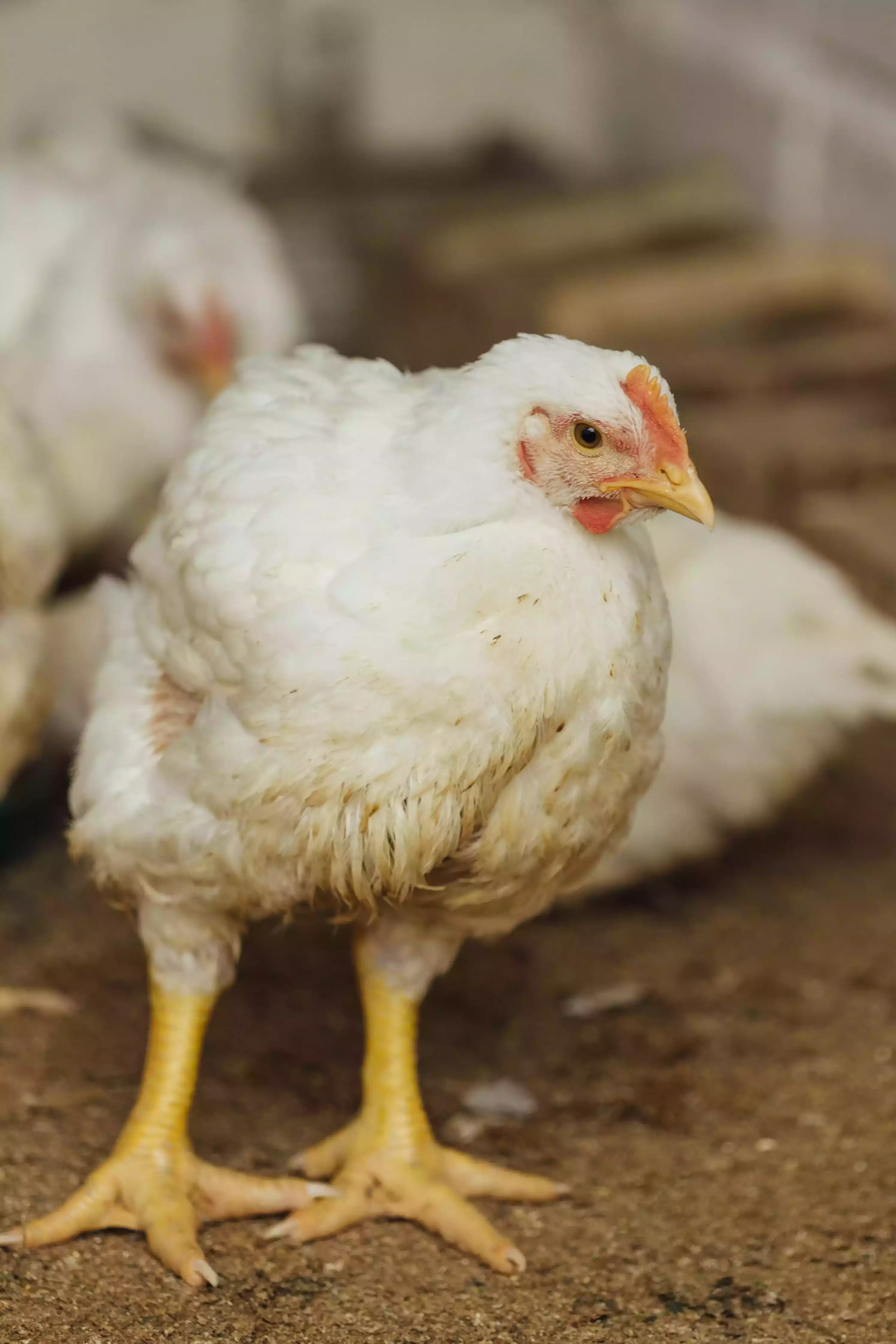 Ayam Potong Broiler Cepat Panen, Daging Lebih Empuk, Untung Maksimal!