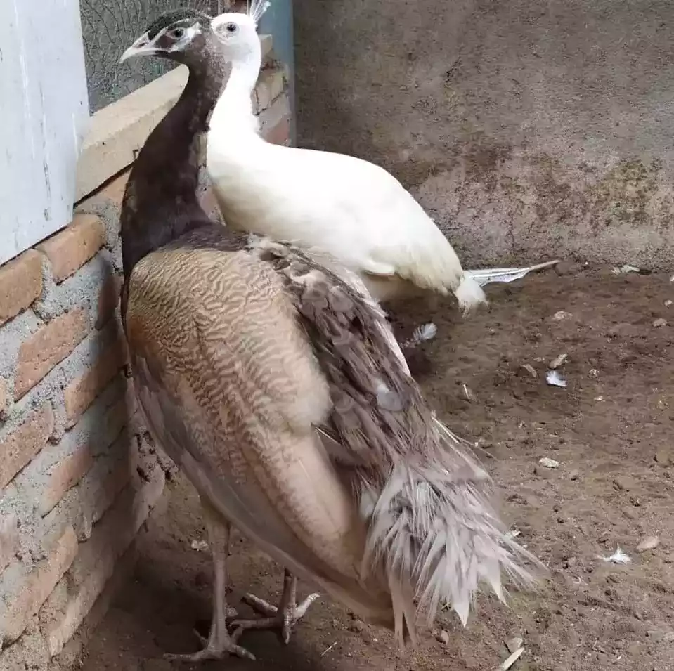 Burung Merak Cameo