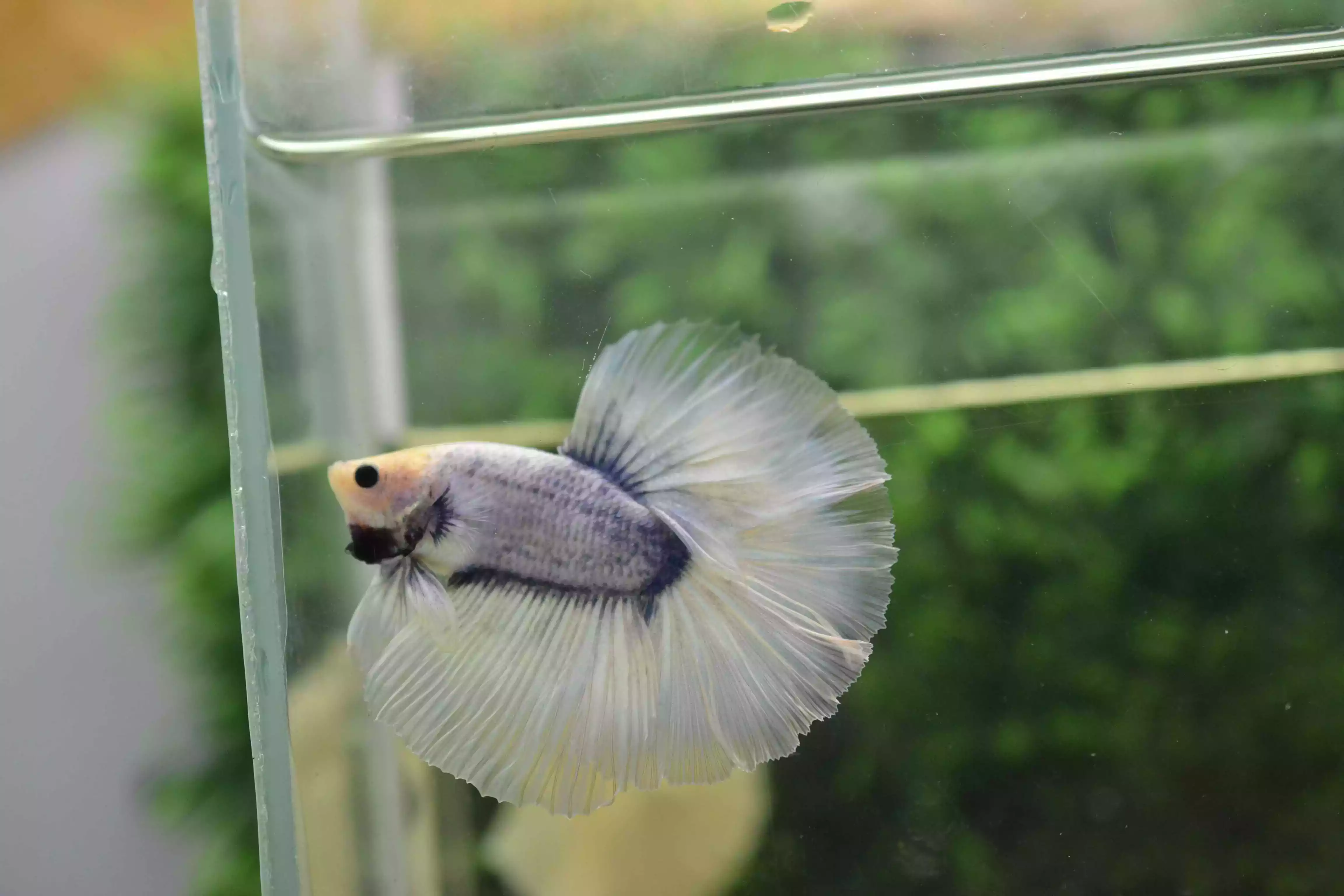 Ikan Cupang Halfmoon Grizle