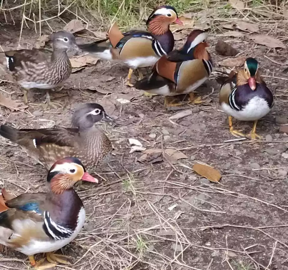 Bebek Mandarin