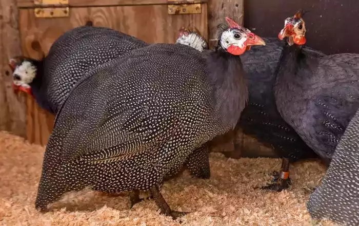 Ayam Brown Guinea Fowl