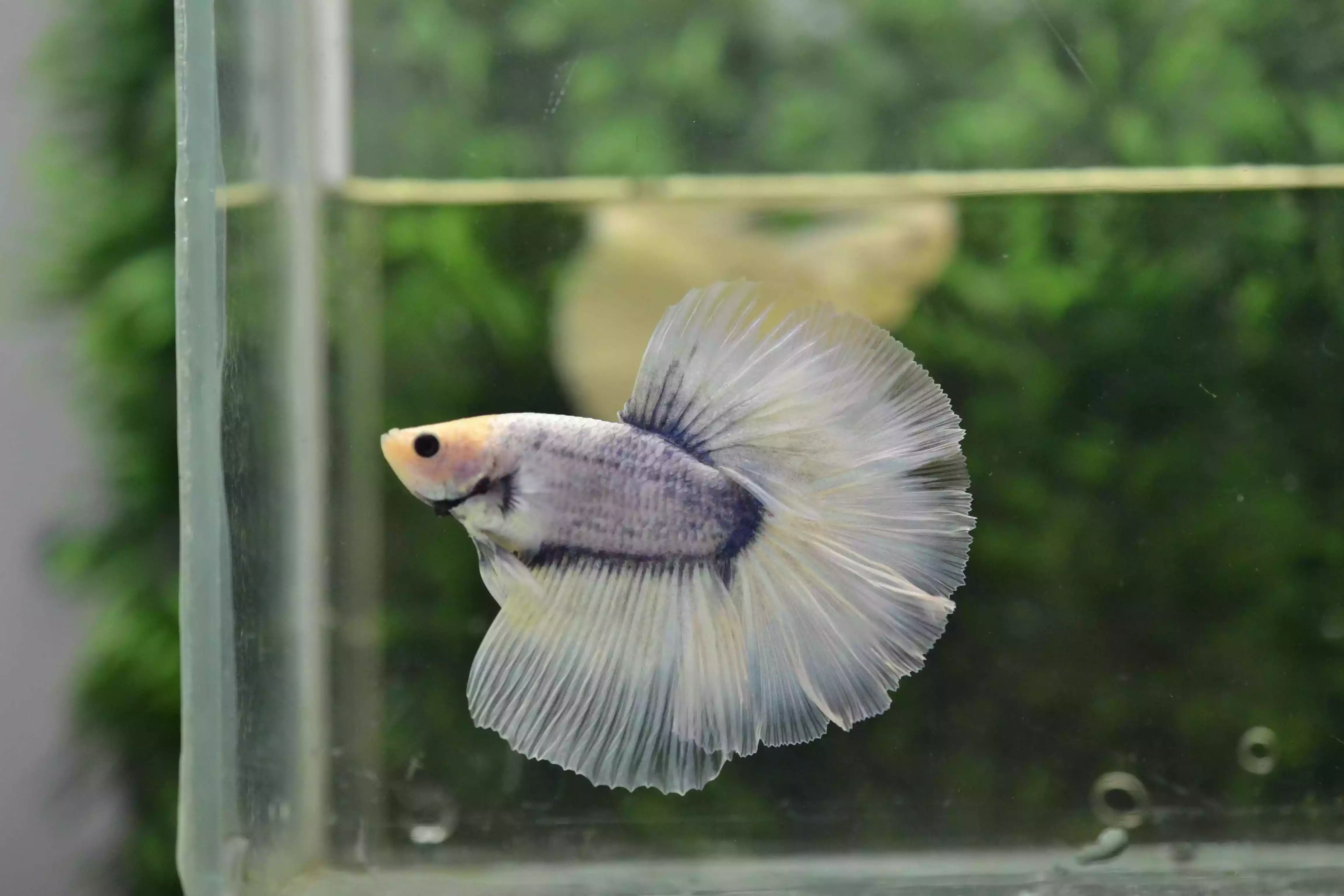 Ikan Cupang Halfmoon Grizle