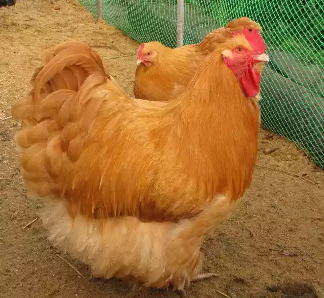Ayam Orpington