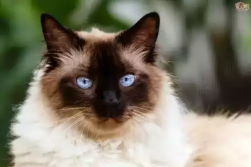 Kucing Himalaya