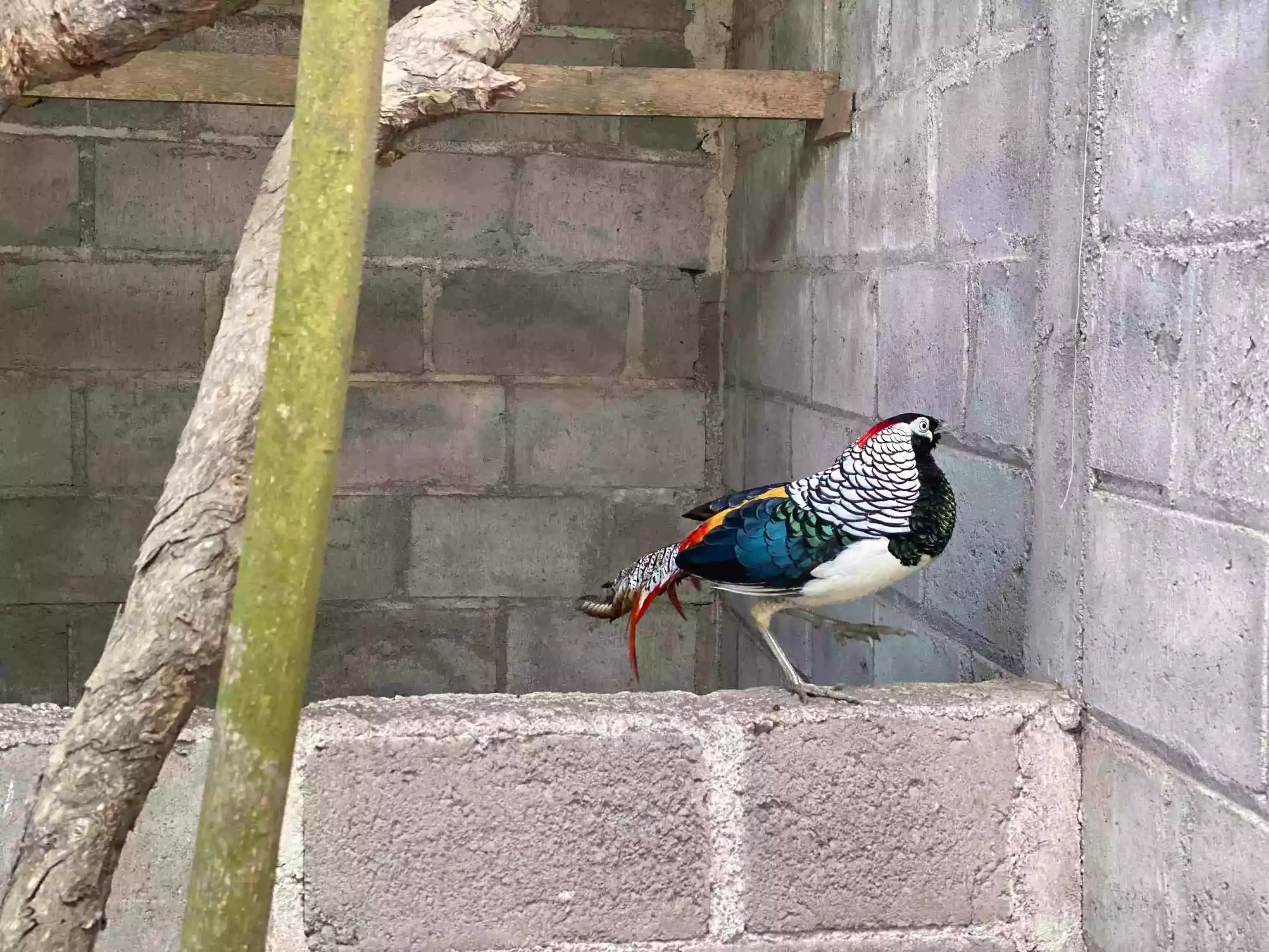 Ayam Pheasant