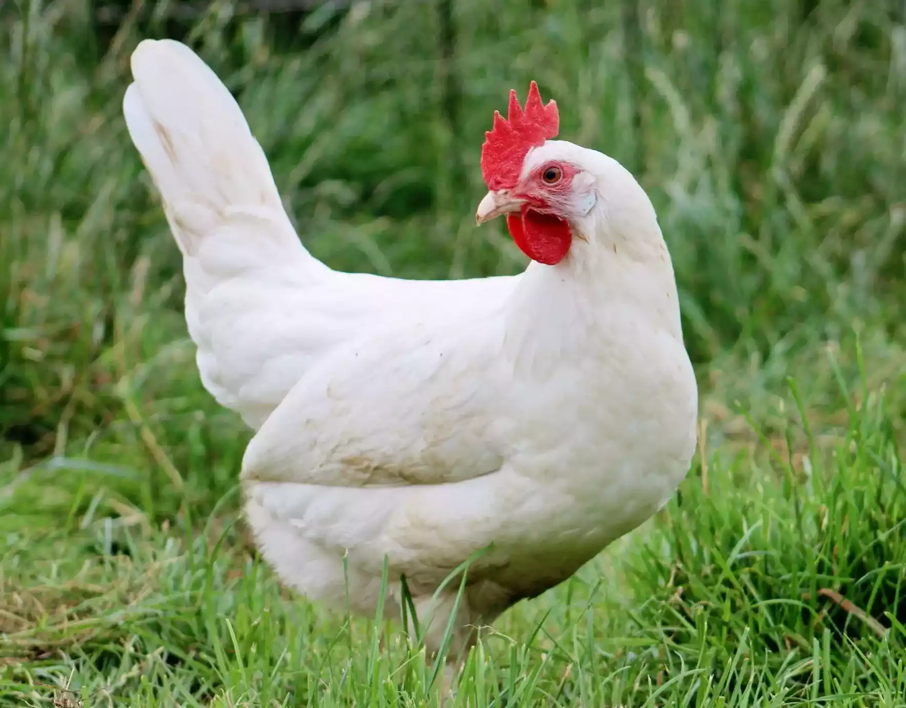 Ayam White Leghorn