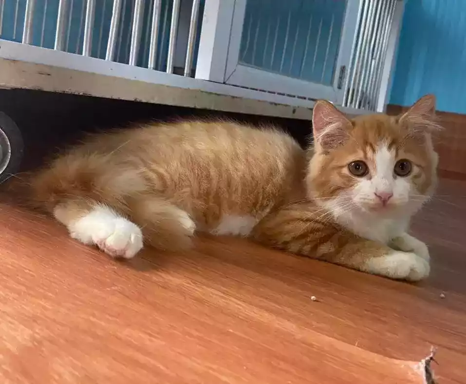 Kucing Persia Oren Putih Gelap