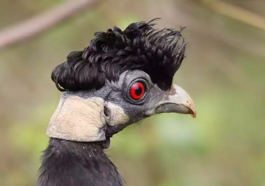 Ayam Crested Guinea Fowl