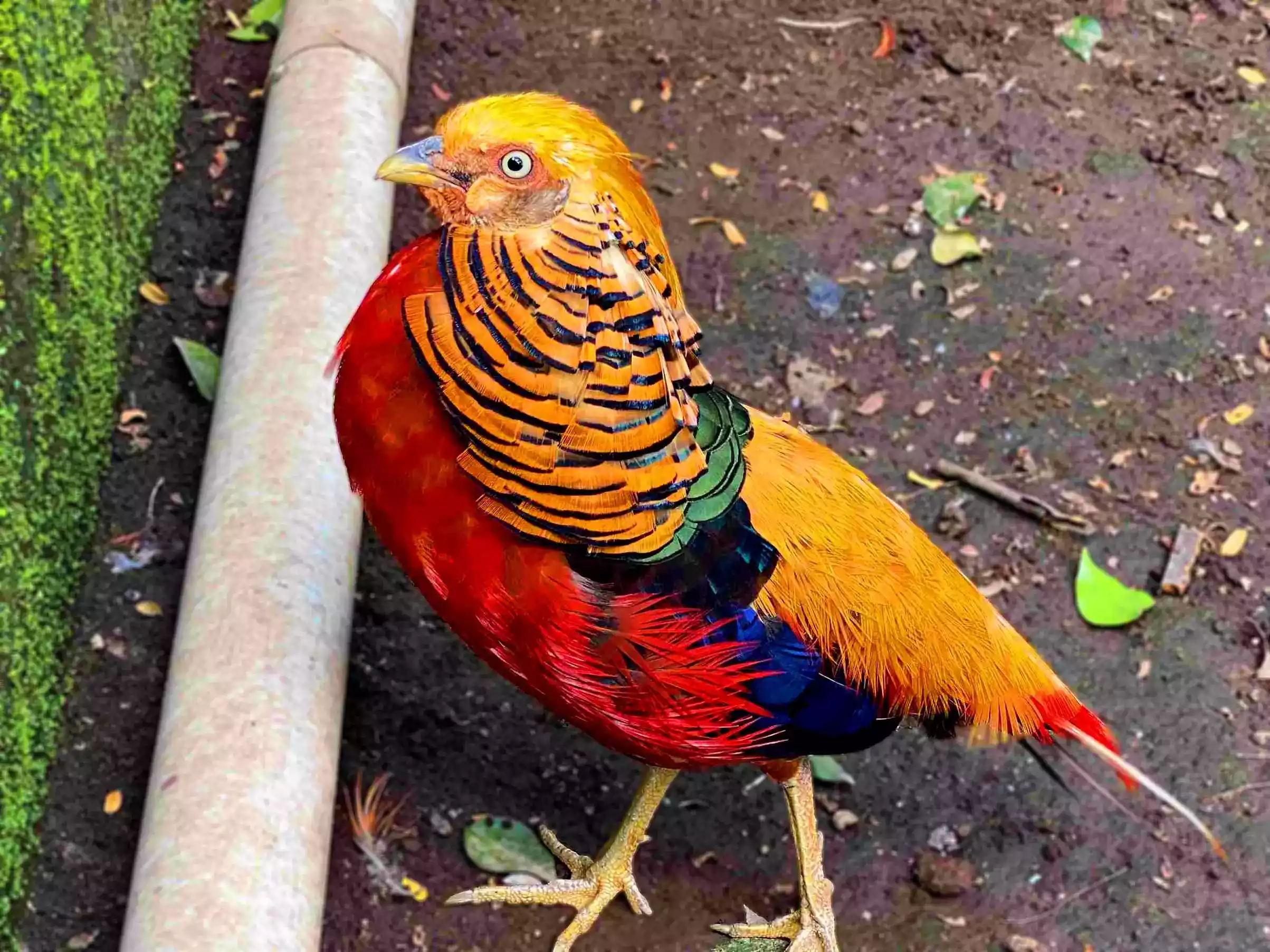 Ayam Golden Pheasant