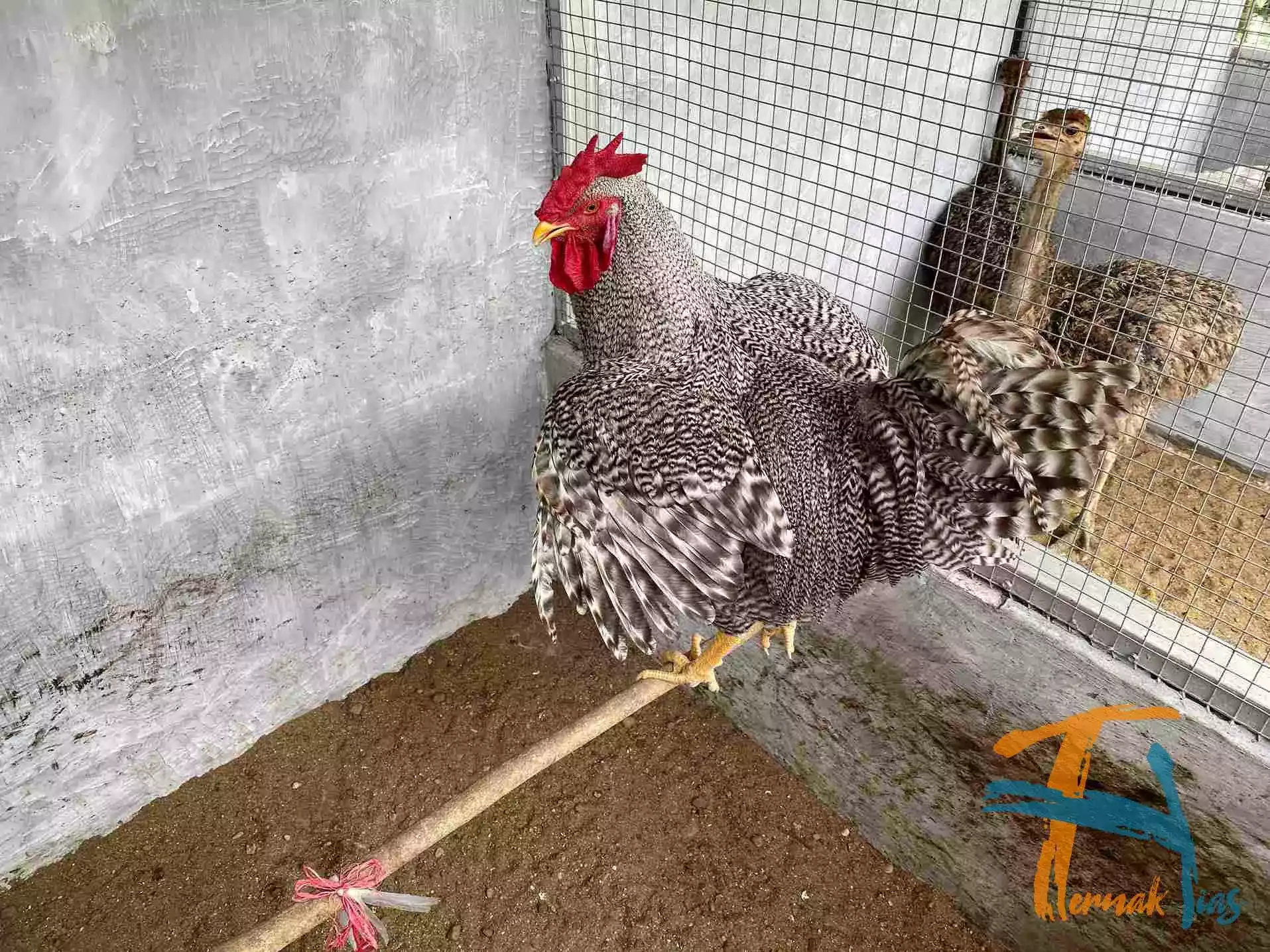 Ayam Plymouth Rock