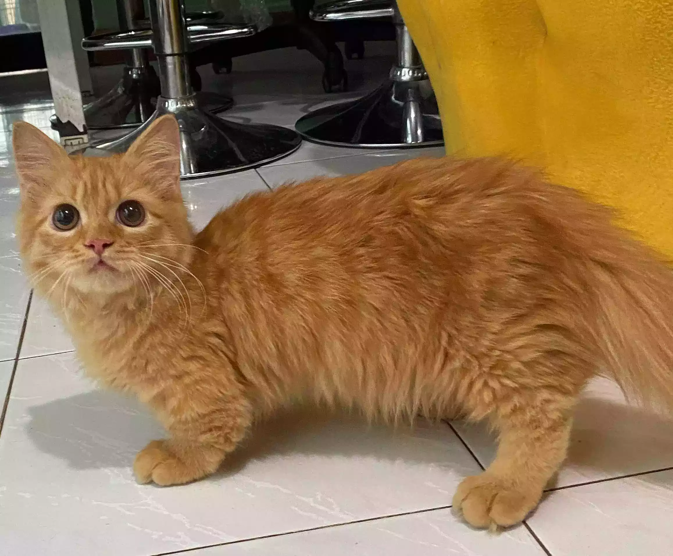 Kucing Munchkin Long Hair