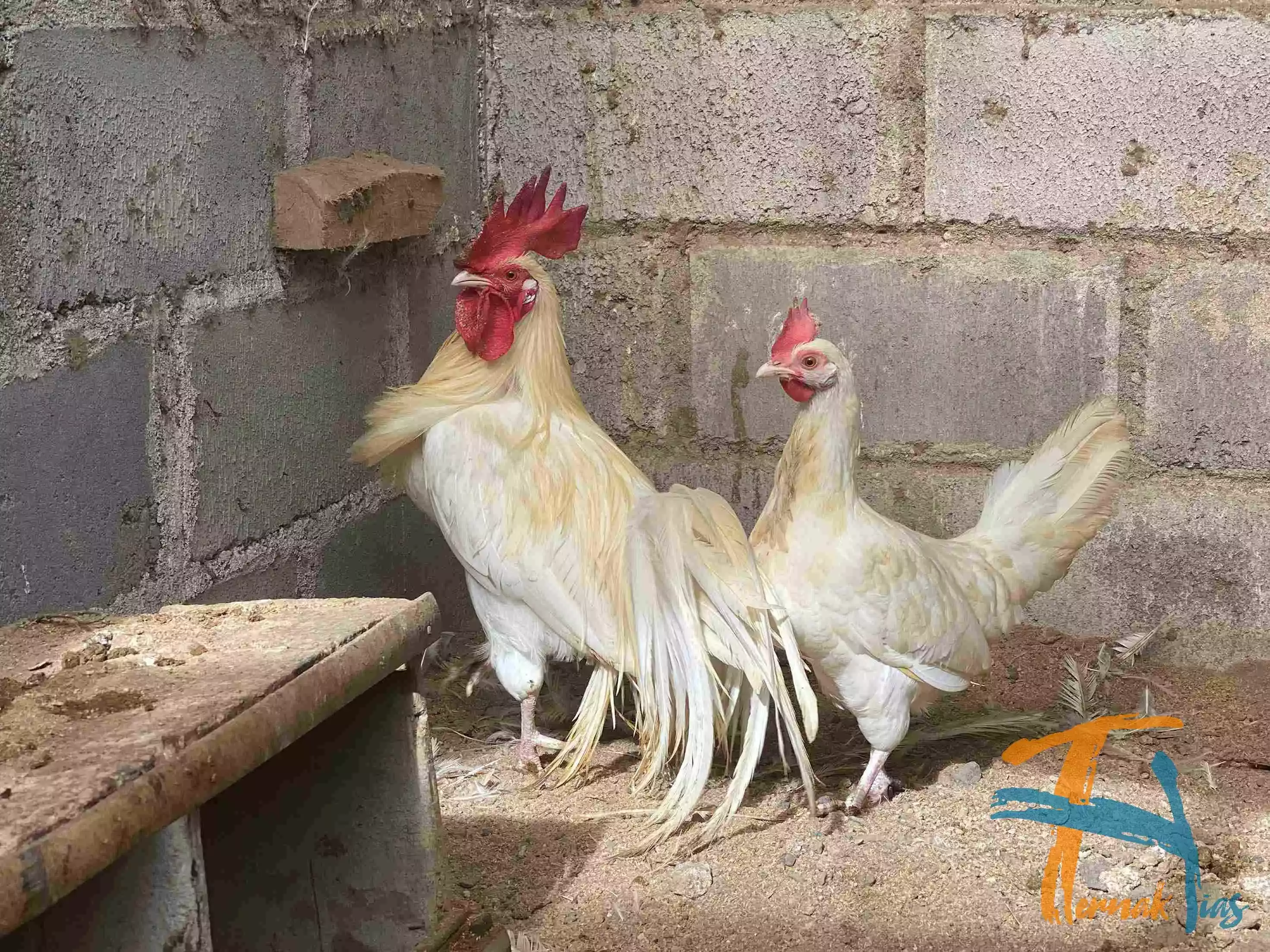 Ayam Onagadori