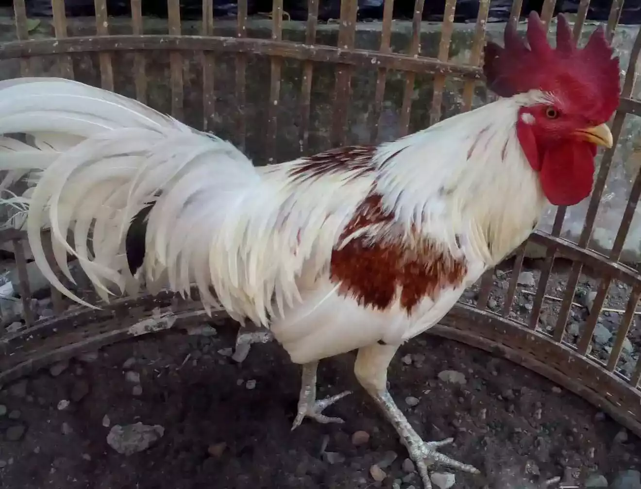 Ayam Ketawa