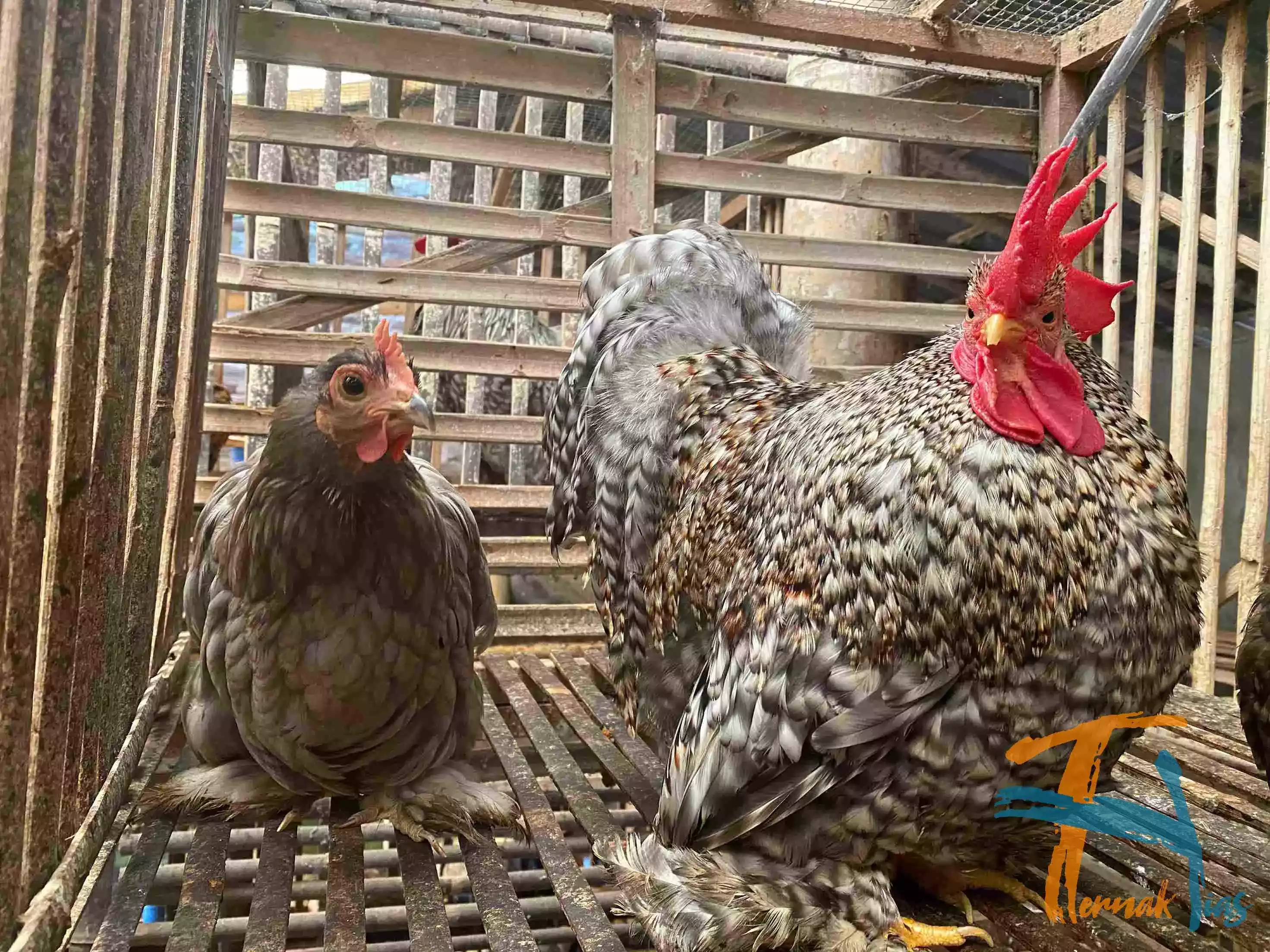 Ayam Cochin