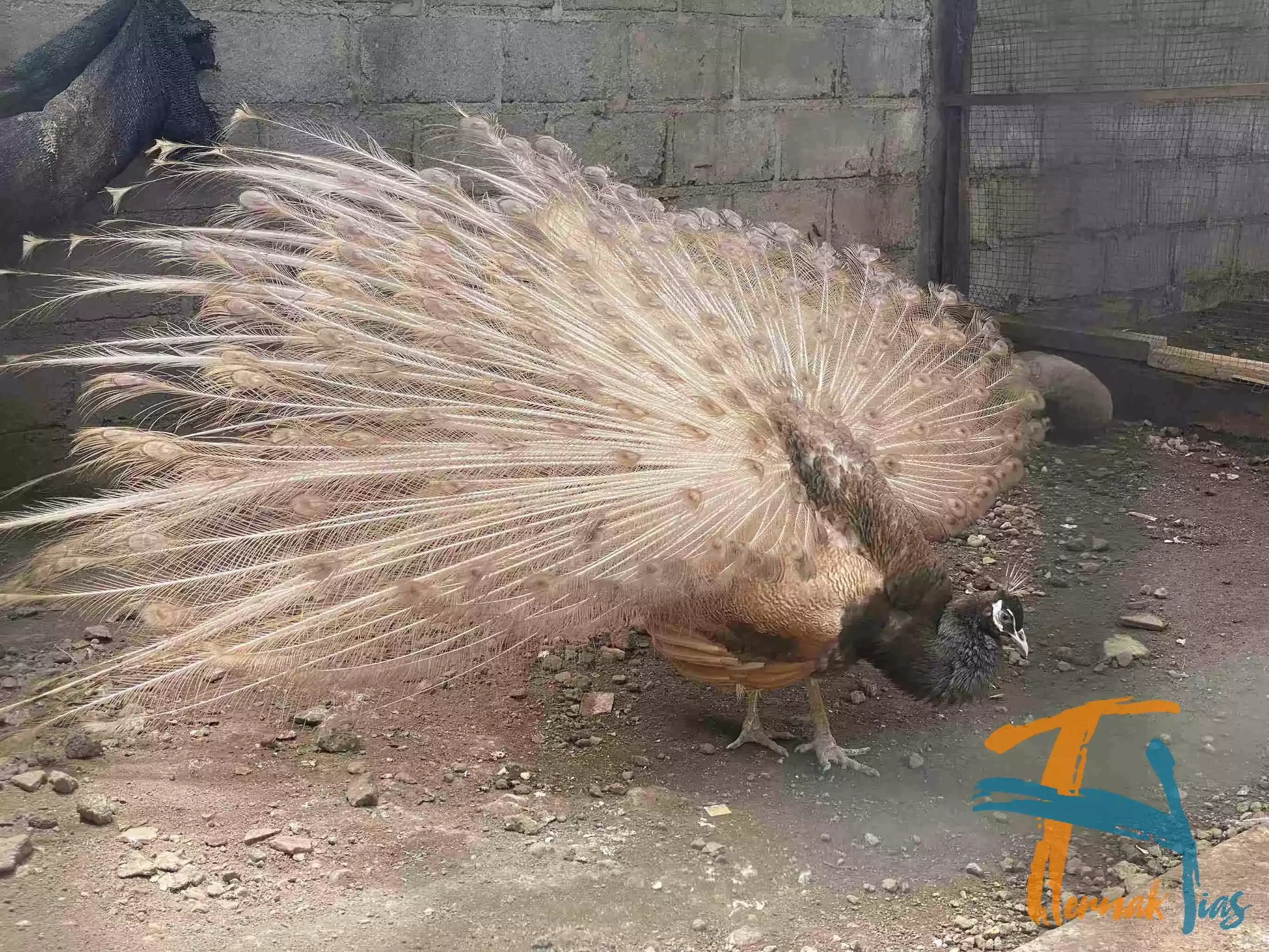 Burung Merak Cameo