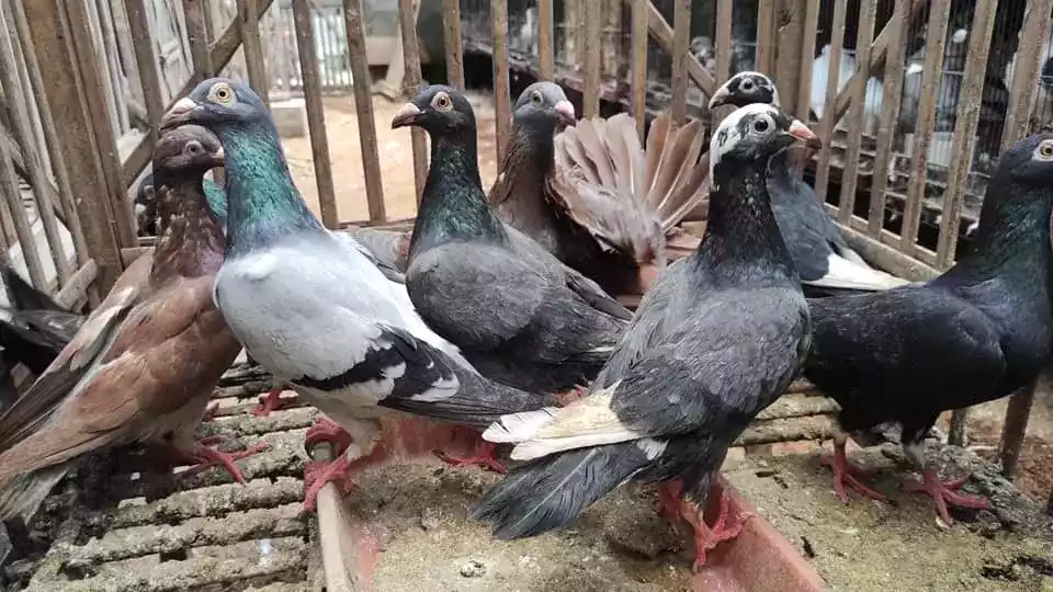 Burung Merpati Wina