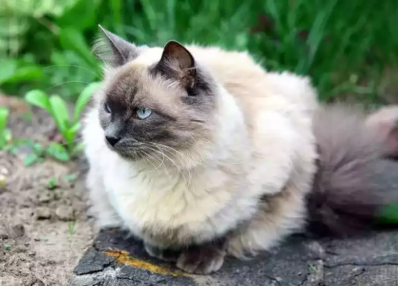 Kucing Balinese