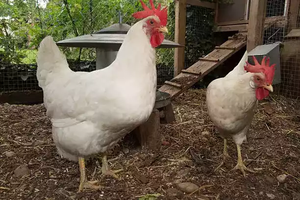 Ayam White Leghorn
