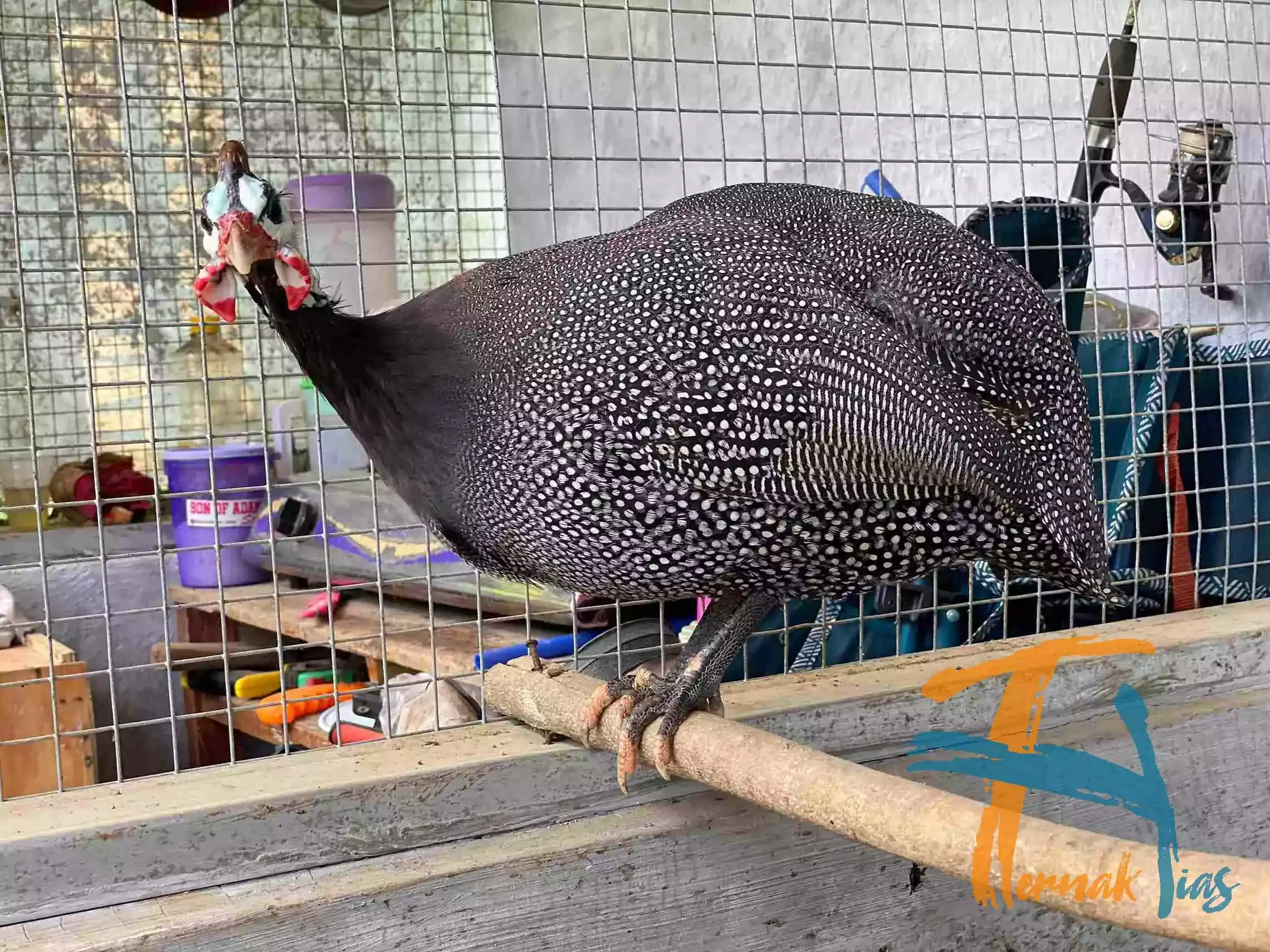 Ayam Mutiara Pearl Grey