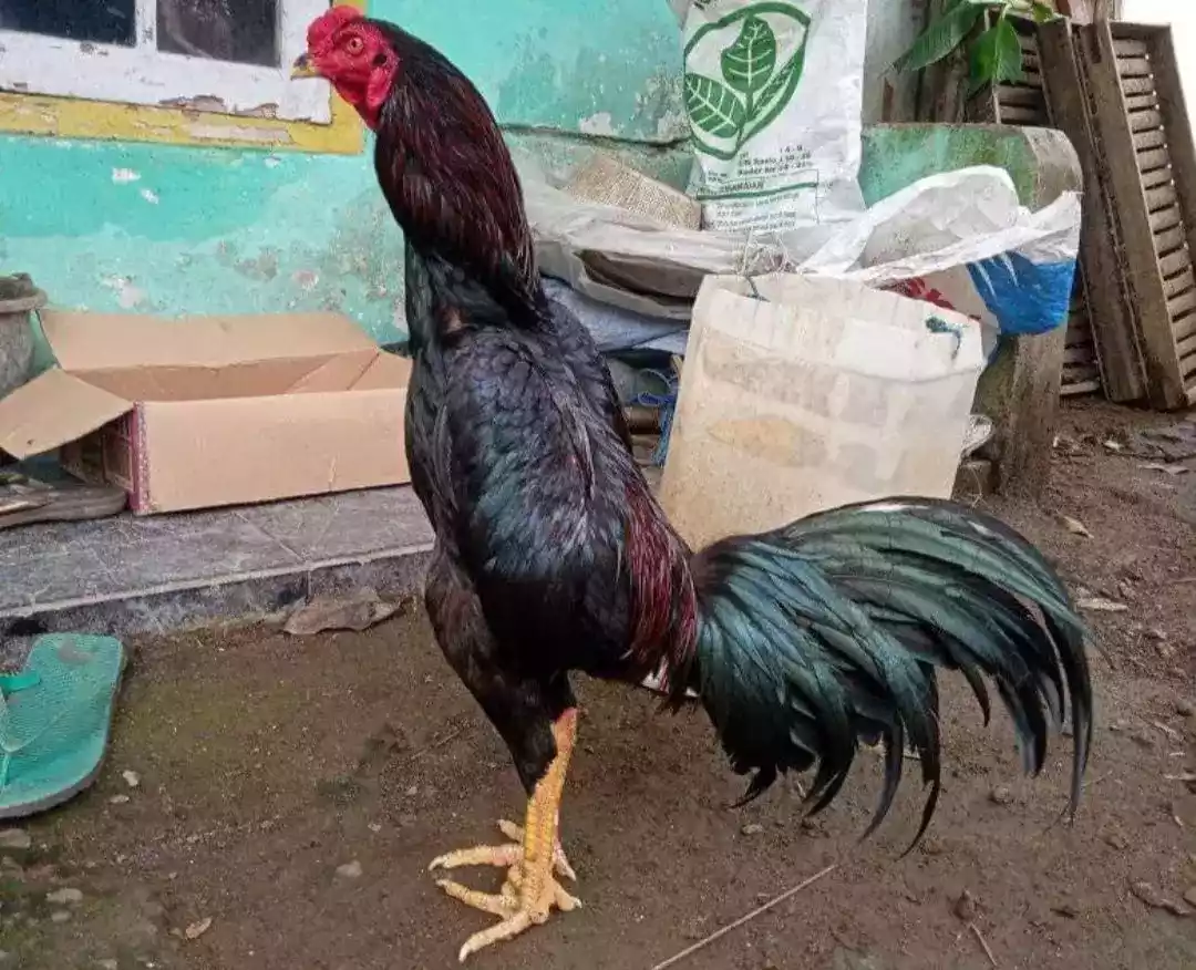 Ayam Bangkok