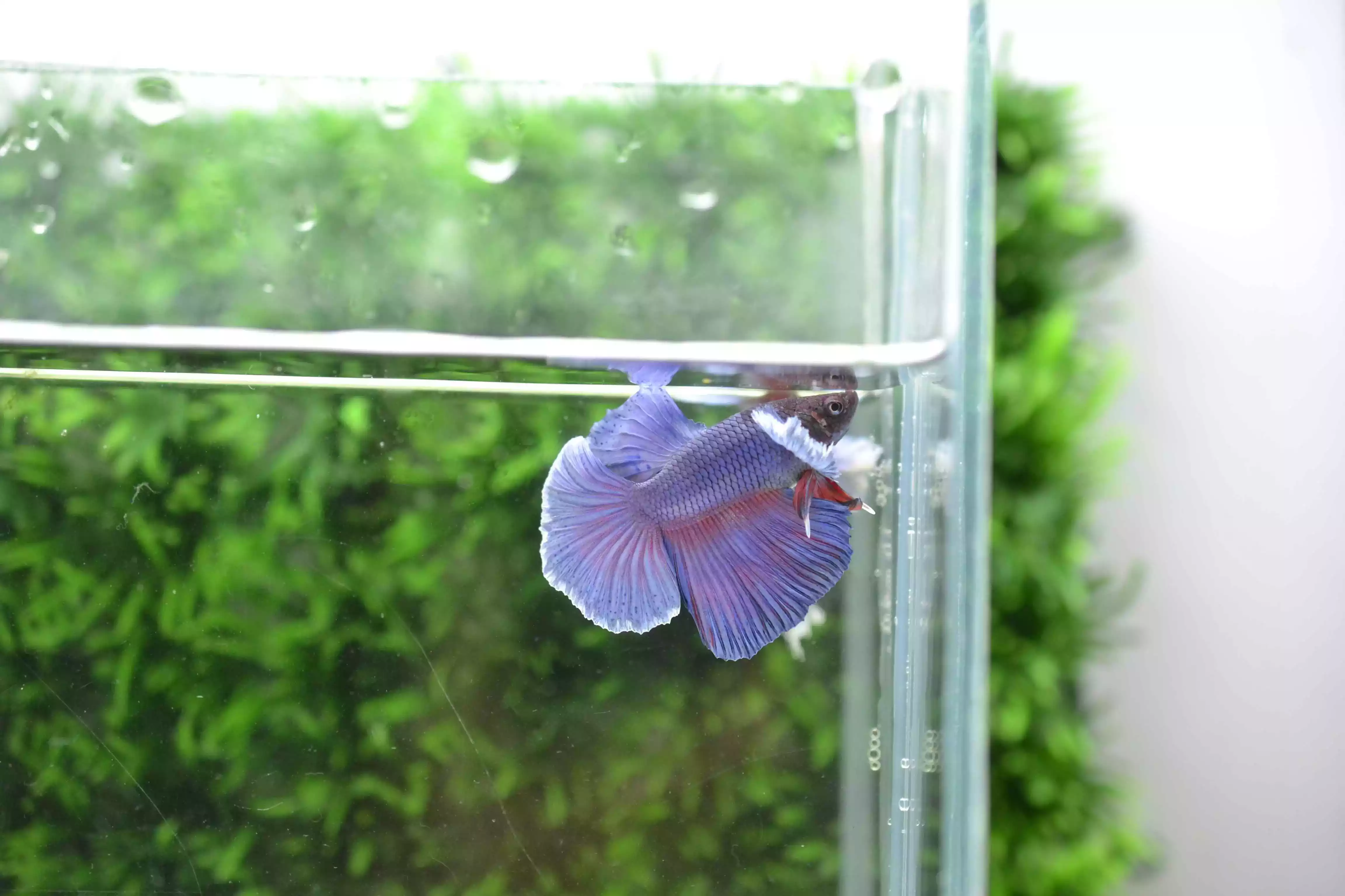 Ikan Cupang Halfmoon Dumbo Ear