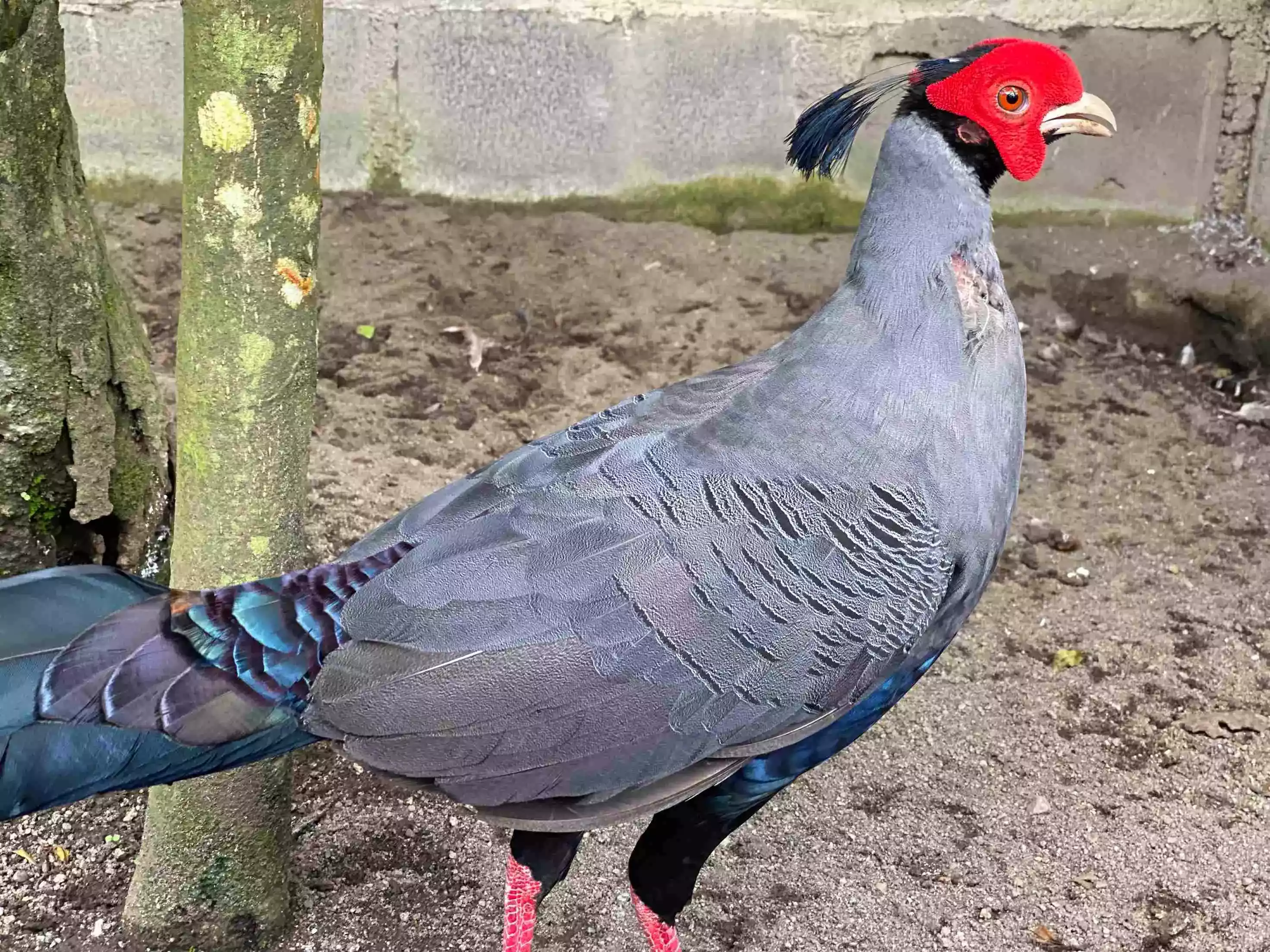 Ayam Pheasant