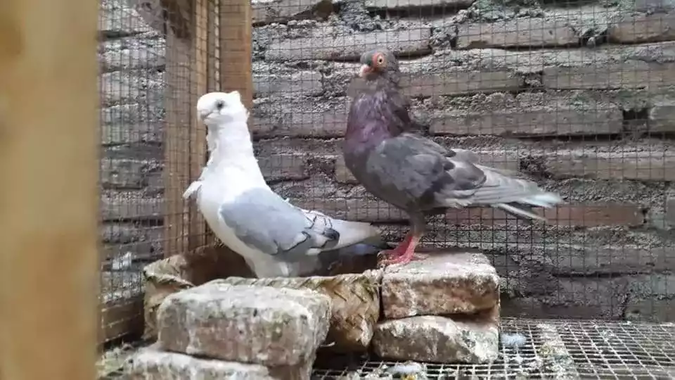 Burung Merpati Wina
