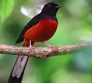mengenal-burung-murai-batu-lampung-ciri-ciri-harga-dan-cara