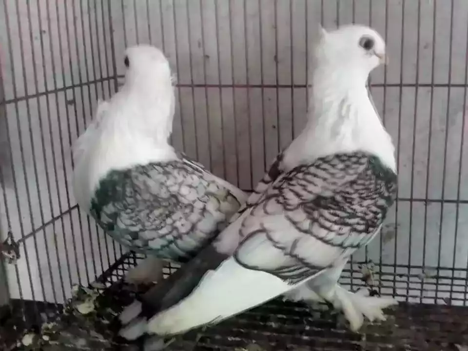 Burung Merpati Sattinet