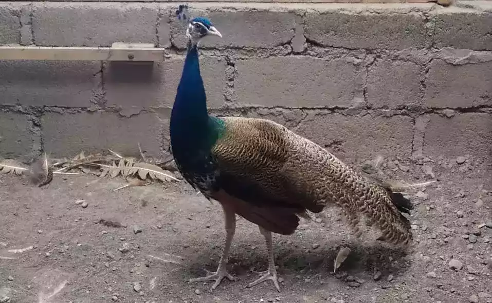 Burung Merak Blackshoulder Biru