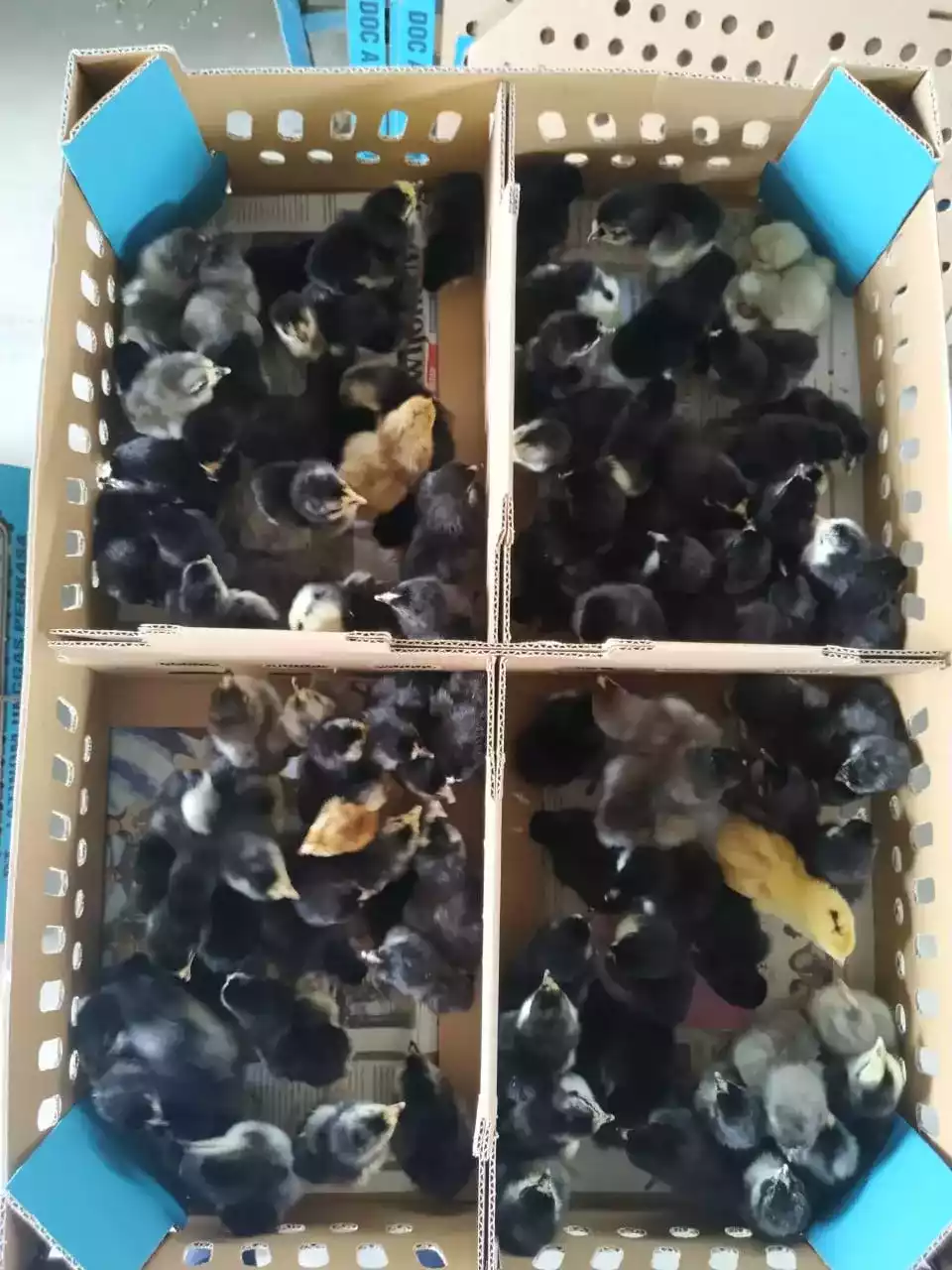 Jual DOC Ayam Kampung Asli Berkualitas, Murah & Bergaransi