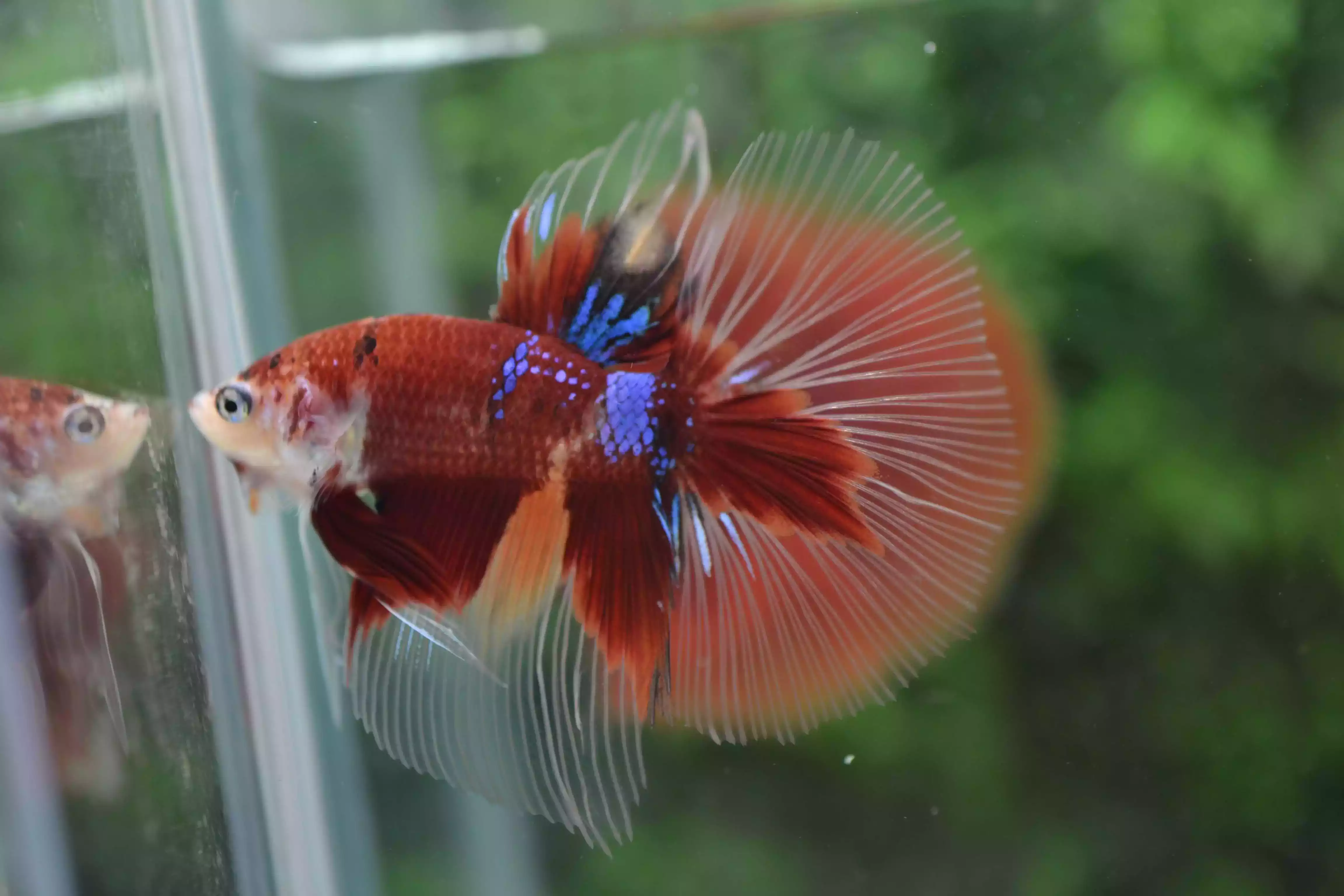 Ikan Cupang Halfmoon Red Koi Nemo