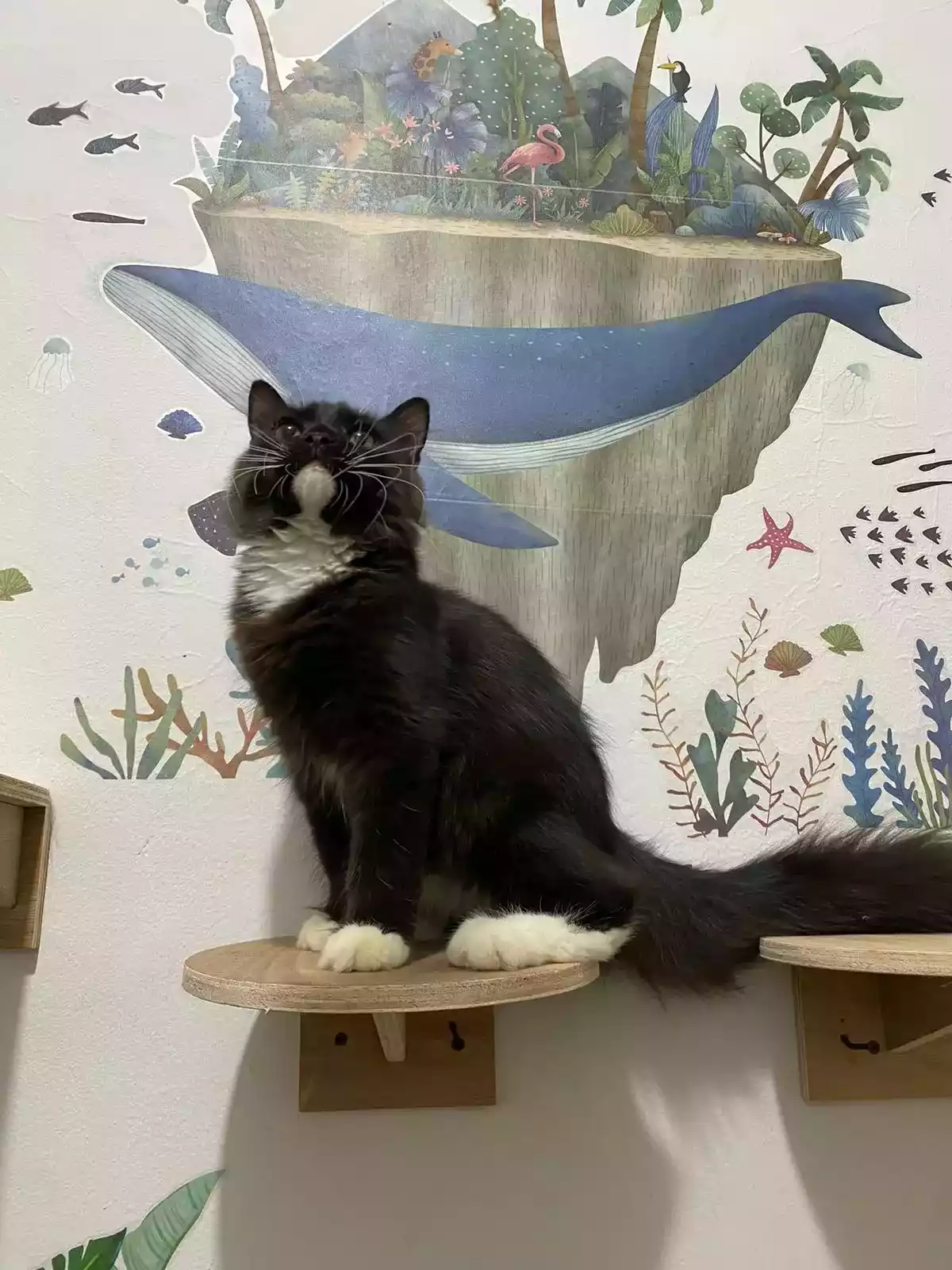 Kucing Persia Hitam Putih Jantan Bulu Lebat Aktif