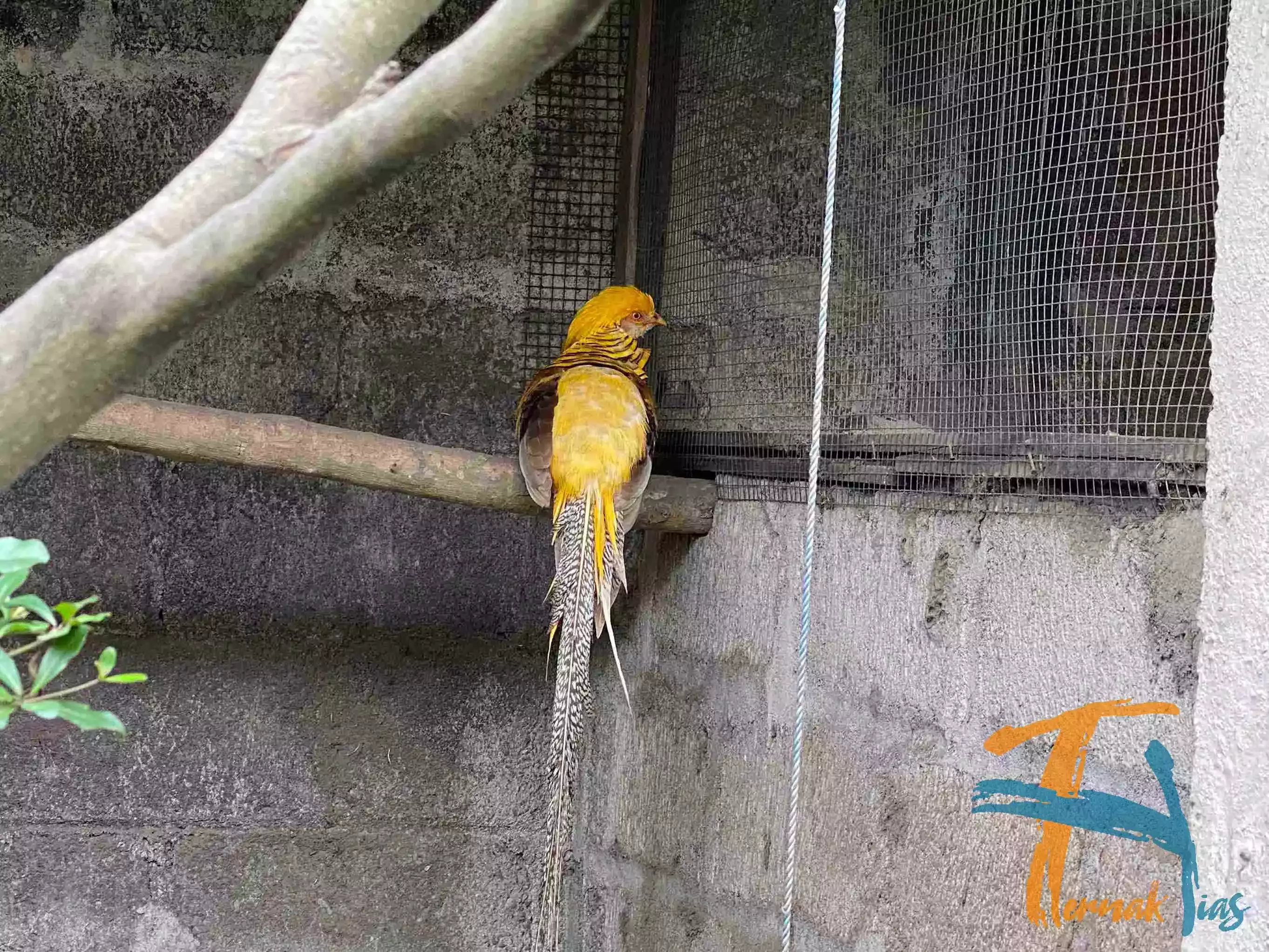 Yellow Pheasant