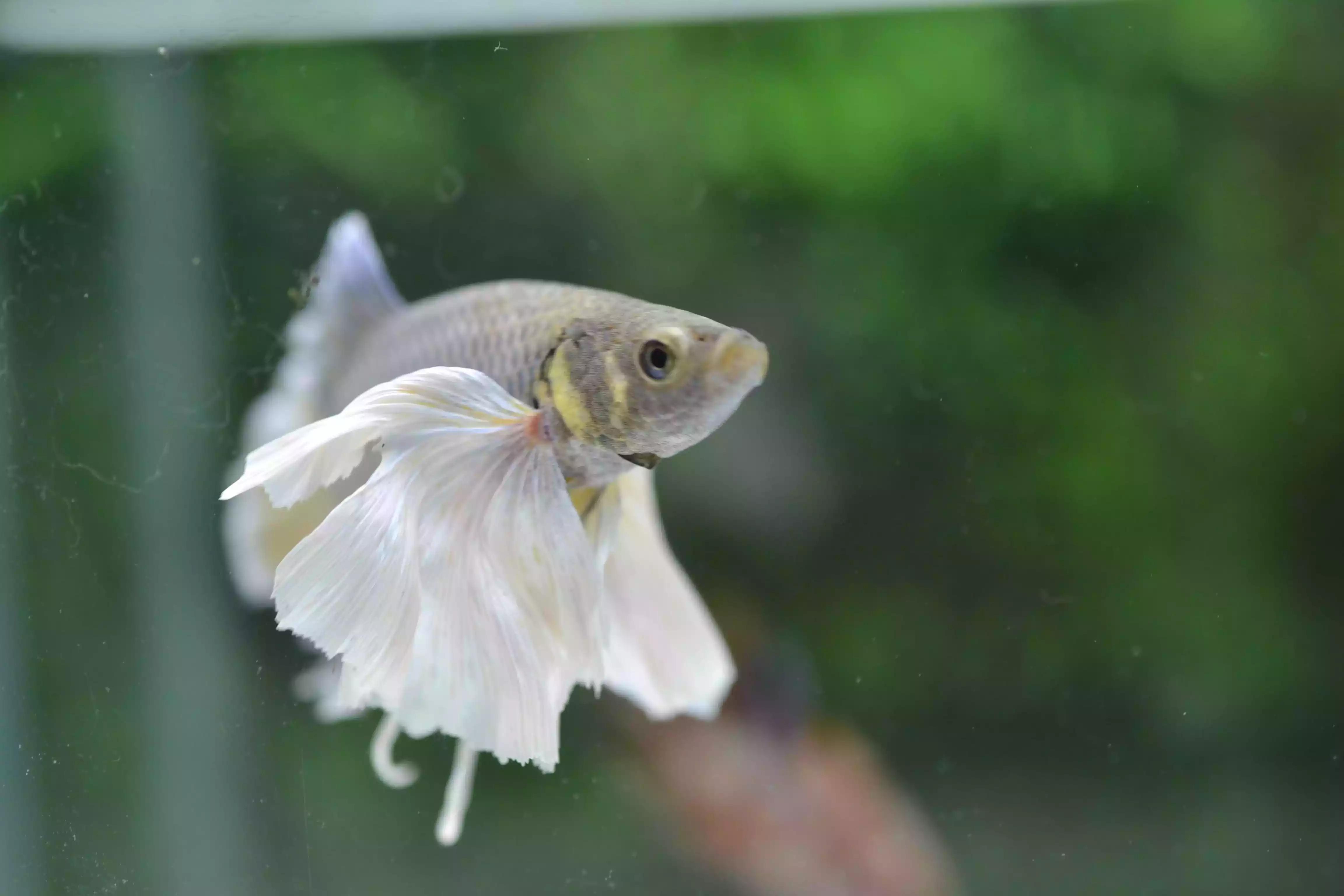 Ikan Cupang Dumbo Ear