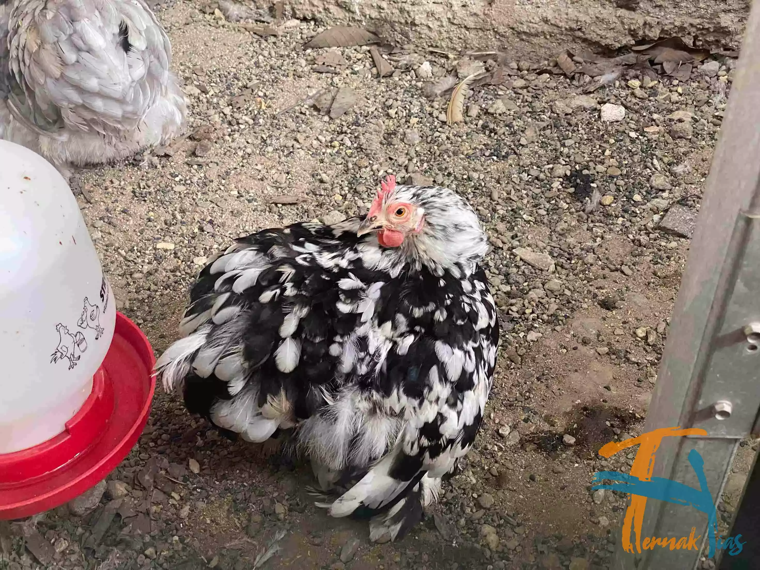 Ayam Cochin
