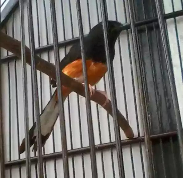 Burung Murai Batu Jawa