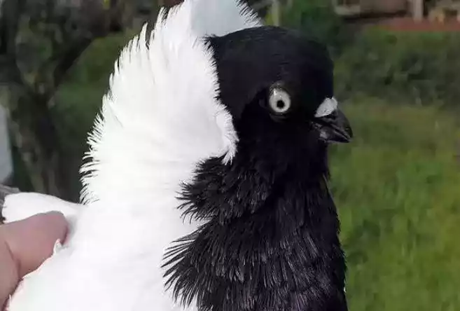 Burung Merpati Blacknun