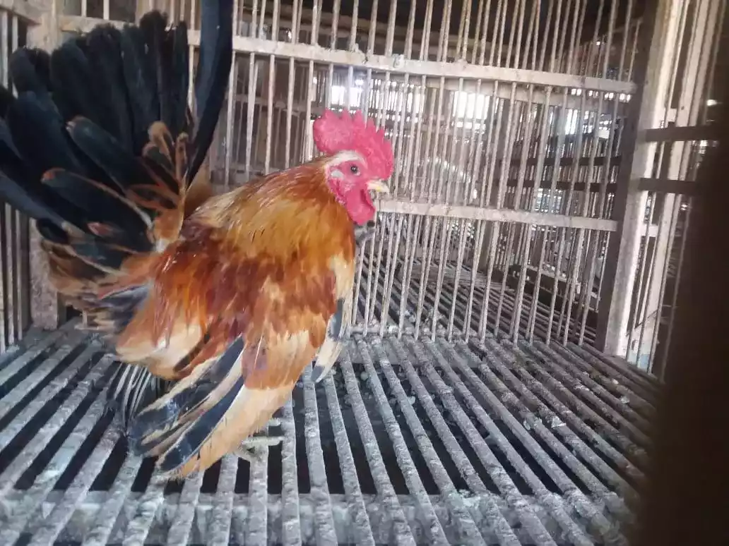 Ayam Kate