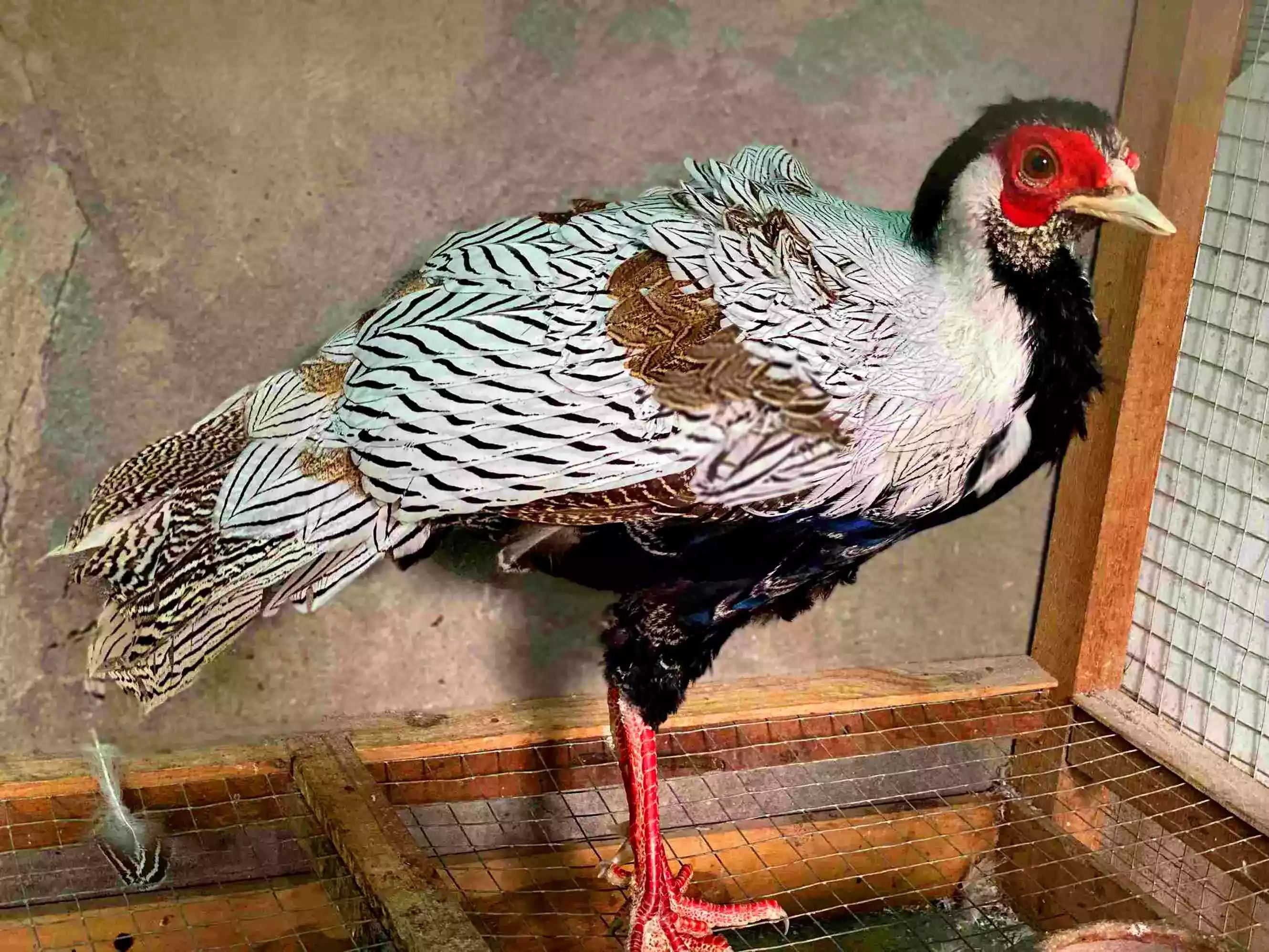 Ayam Silver Pheasant