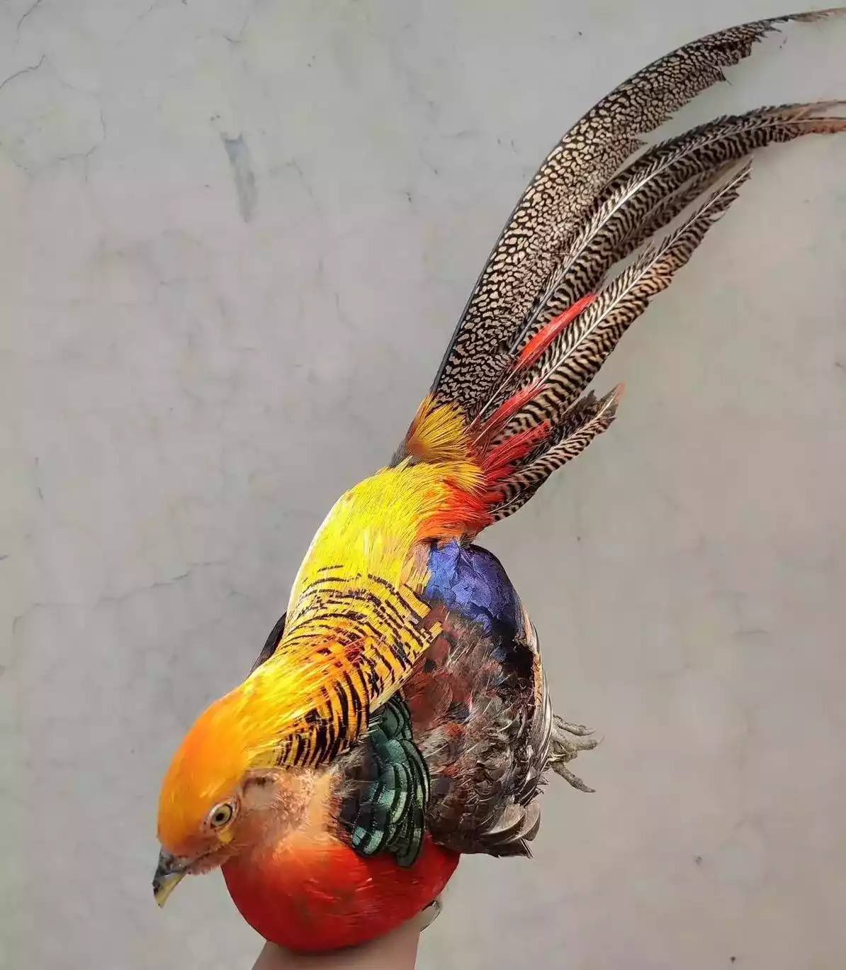 Golden Pheasant