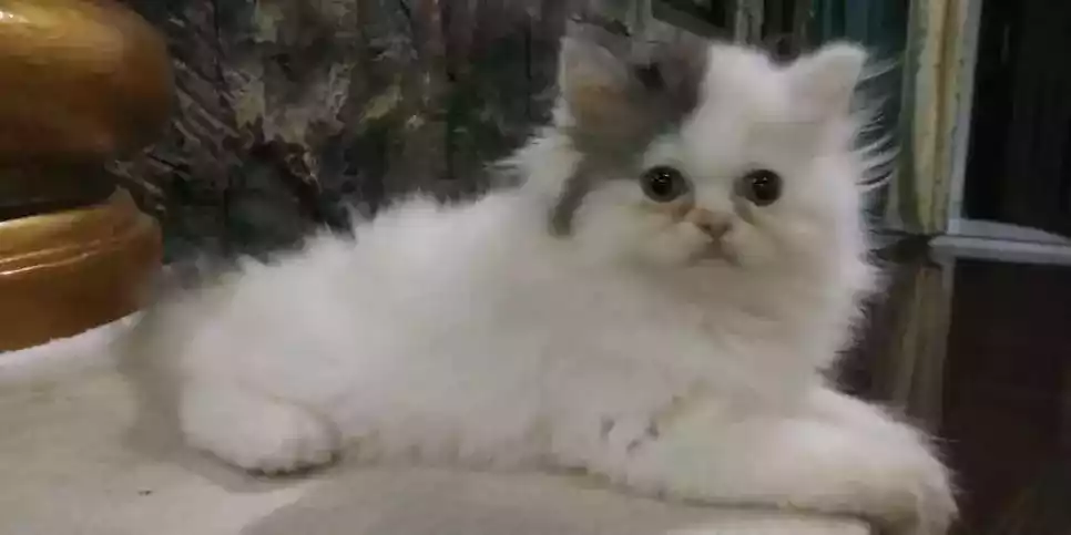 Kucing Persia Flatnose