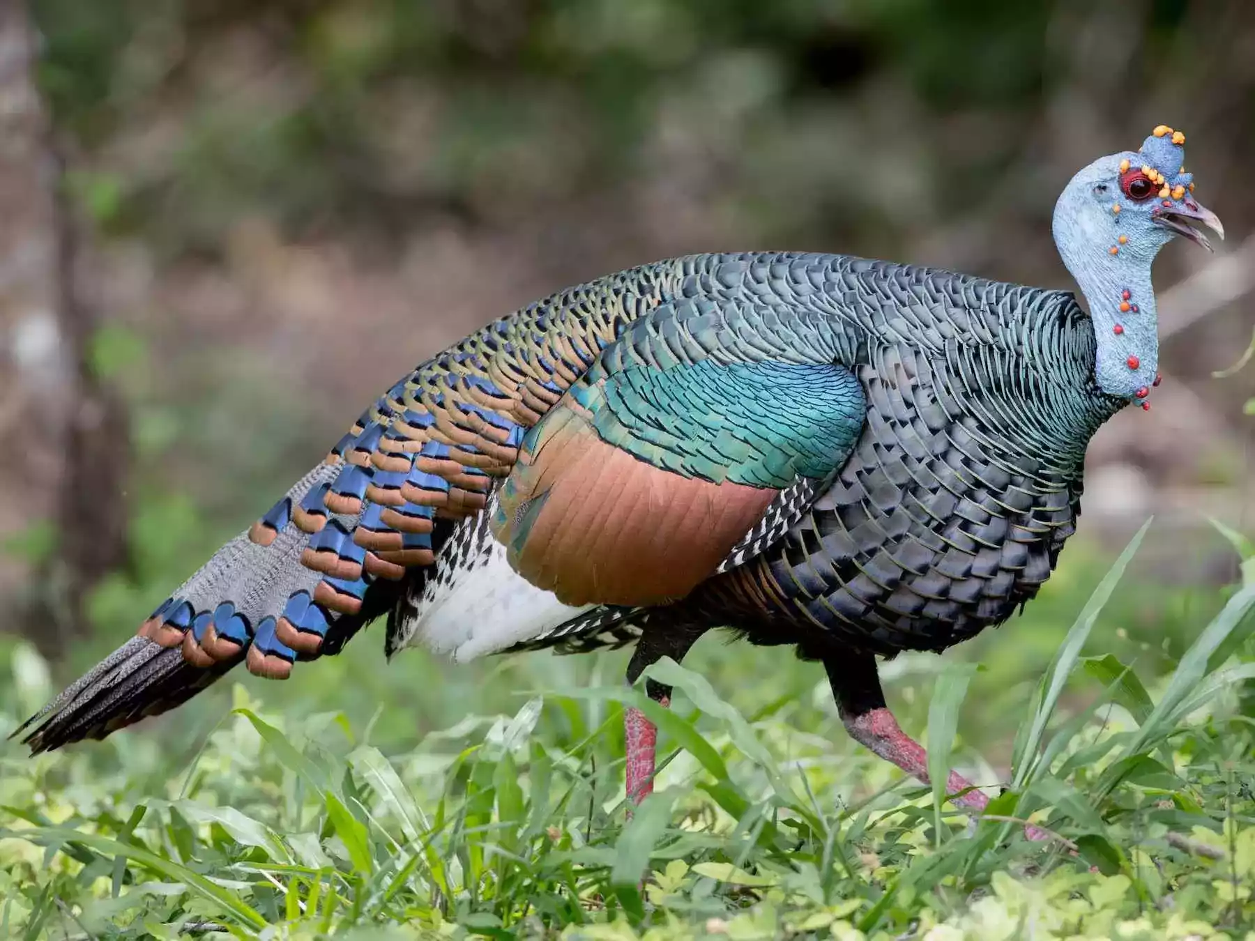 Kalkun Ocellated
