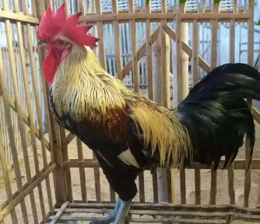 Ayam Pelung