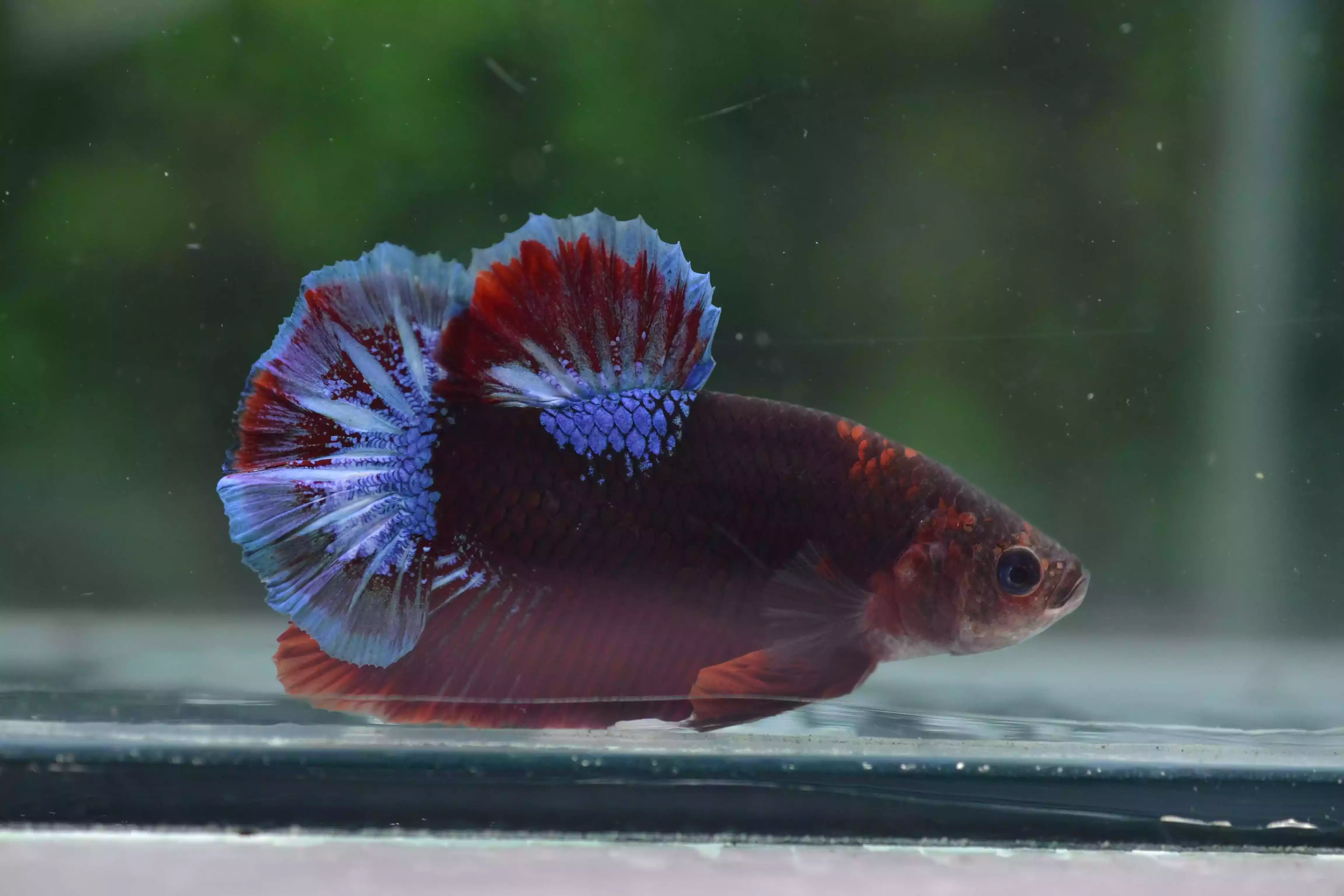 Ikan Cupang Plakat Line Hellboy
