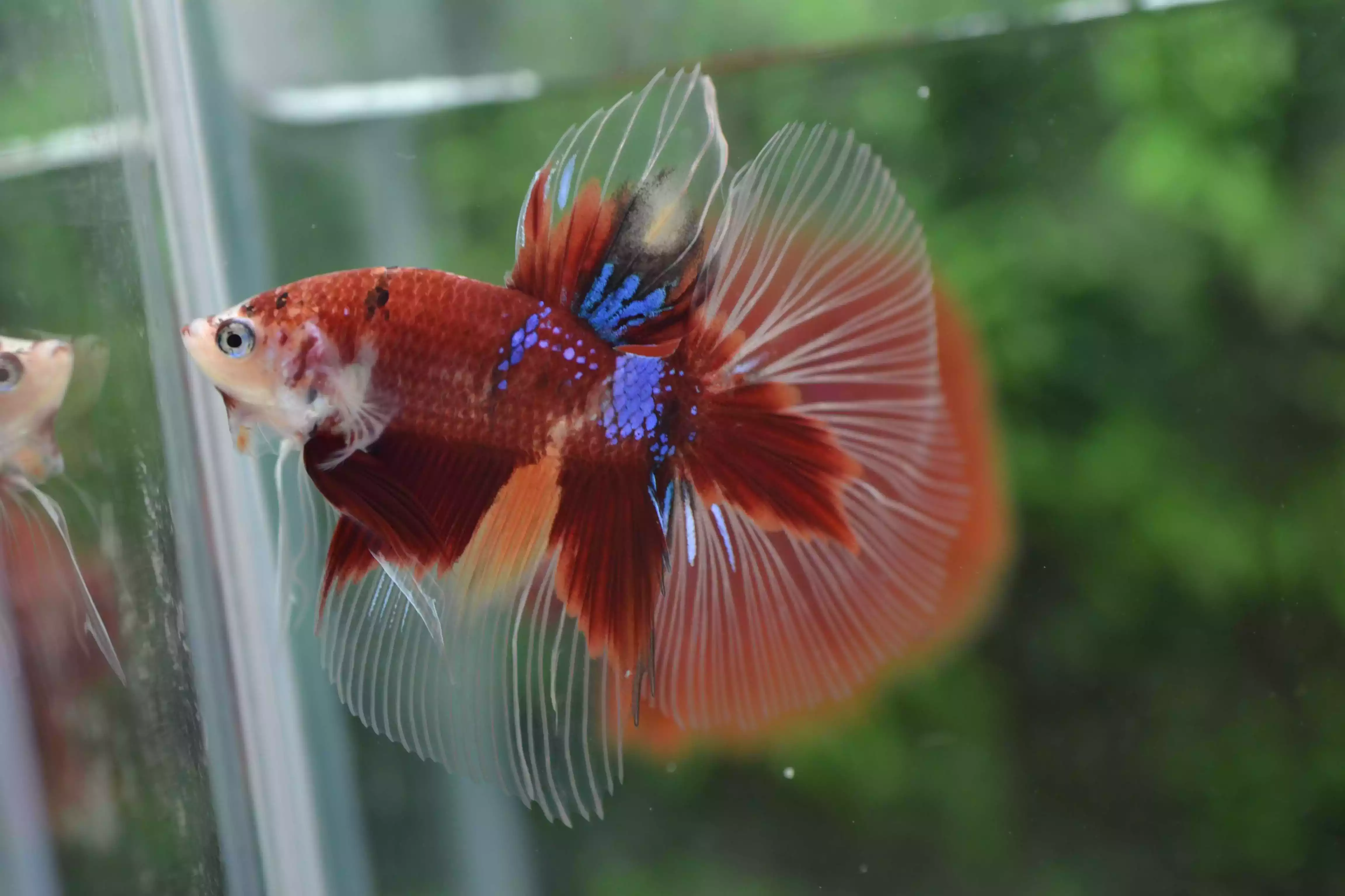 Ikan Cupang Halfmoon Red Koi Nemo